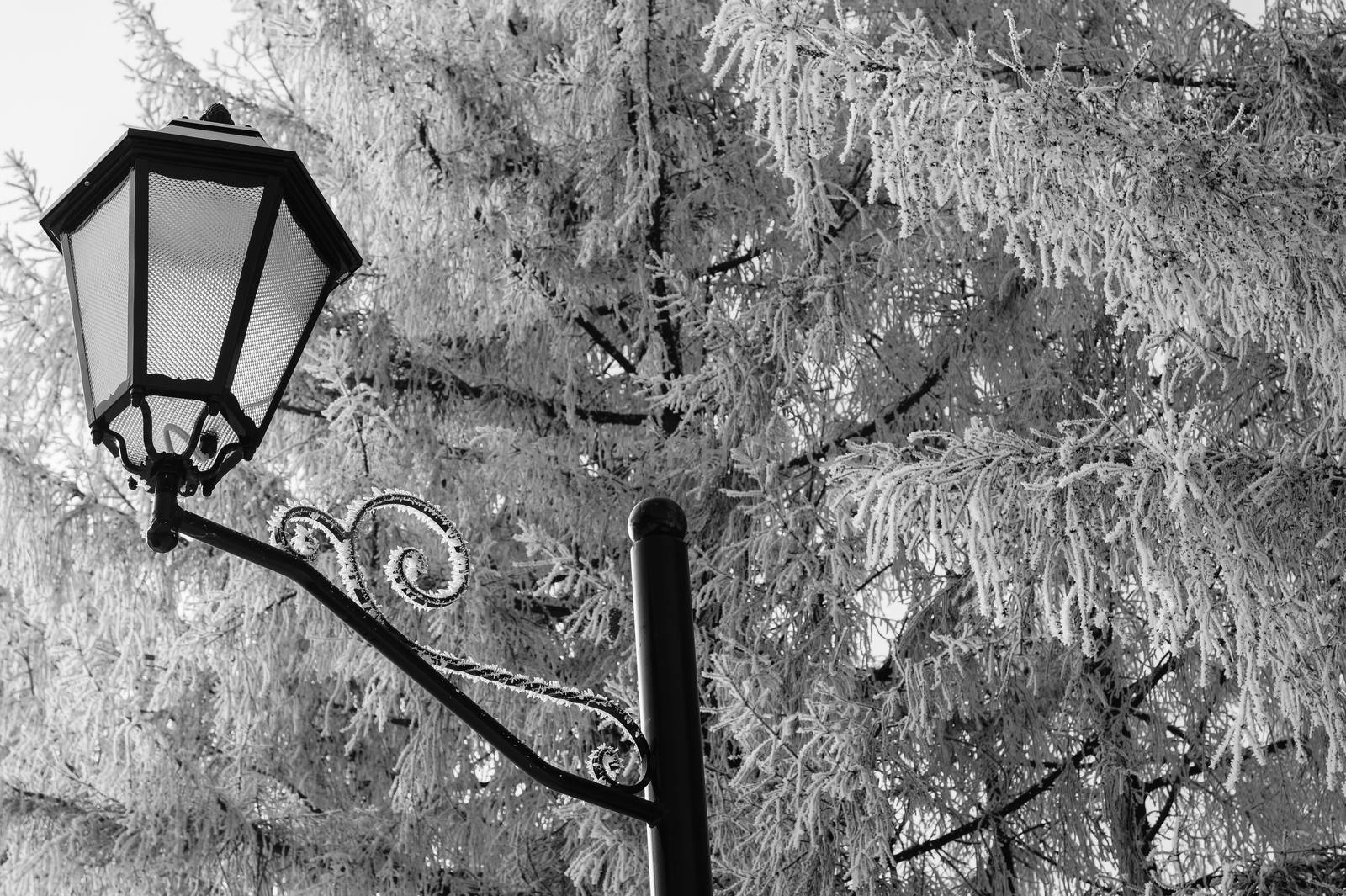 beautiful lights in the trees are covered with frost retro