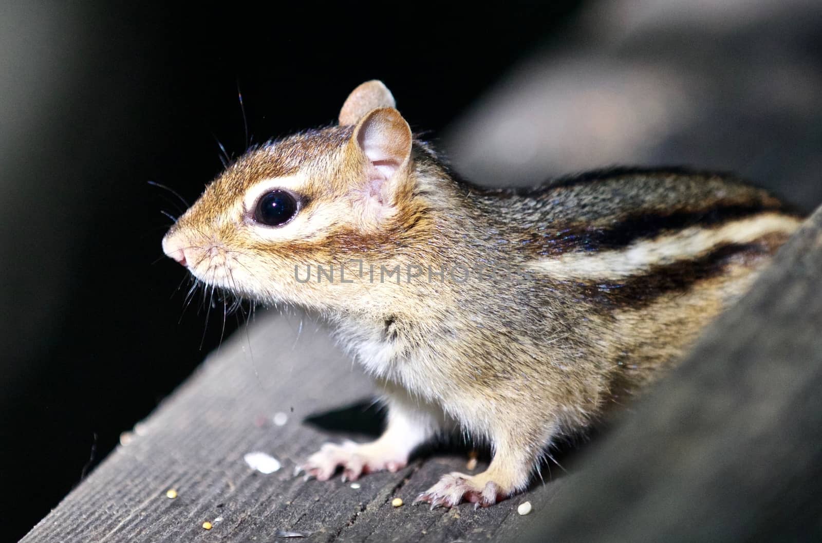 Beautiful isolated photo of a funny cute chipmunk