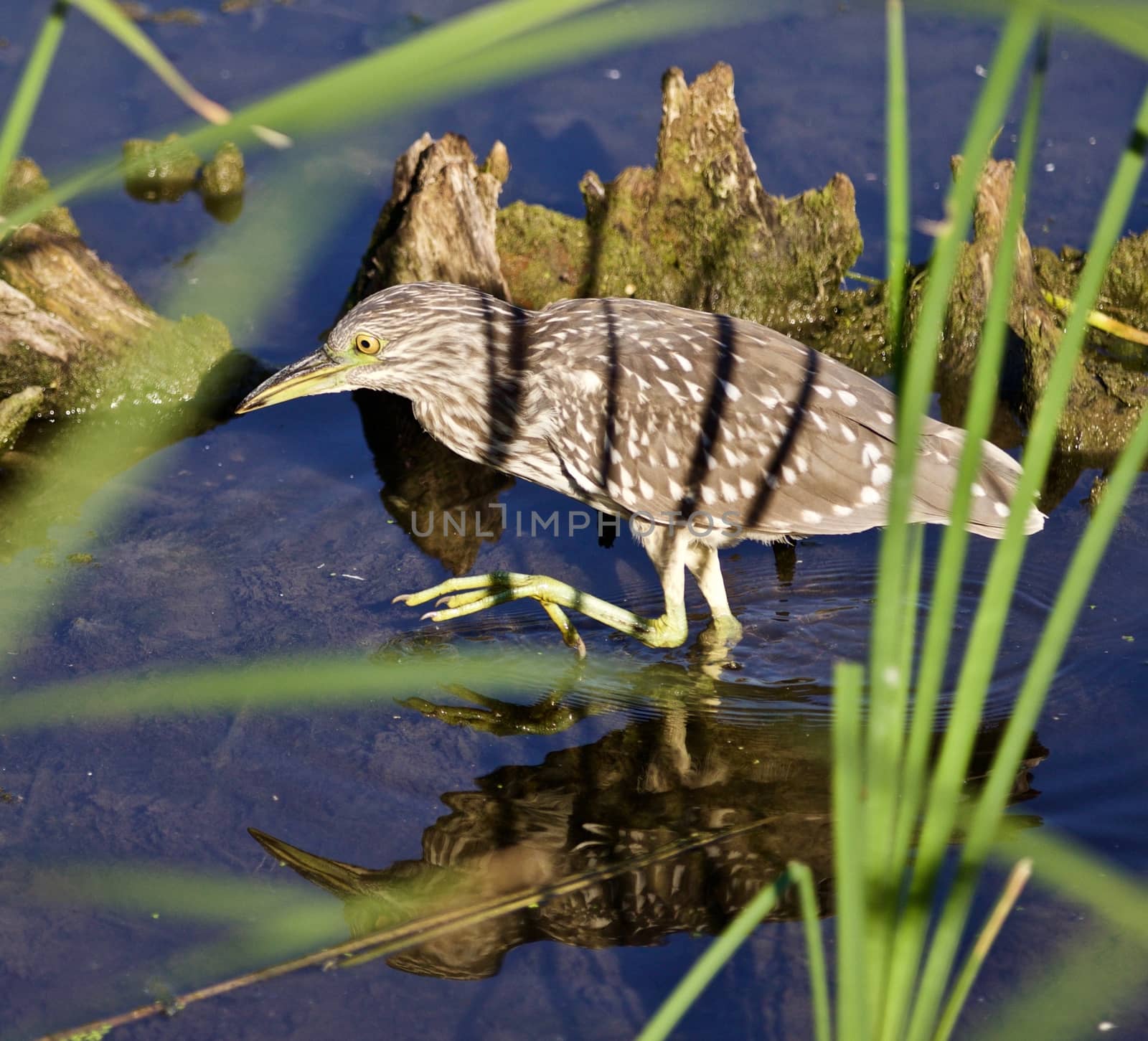 Photo of a funny black-crowned night heron walking in the water by teo
