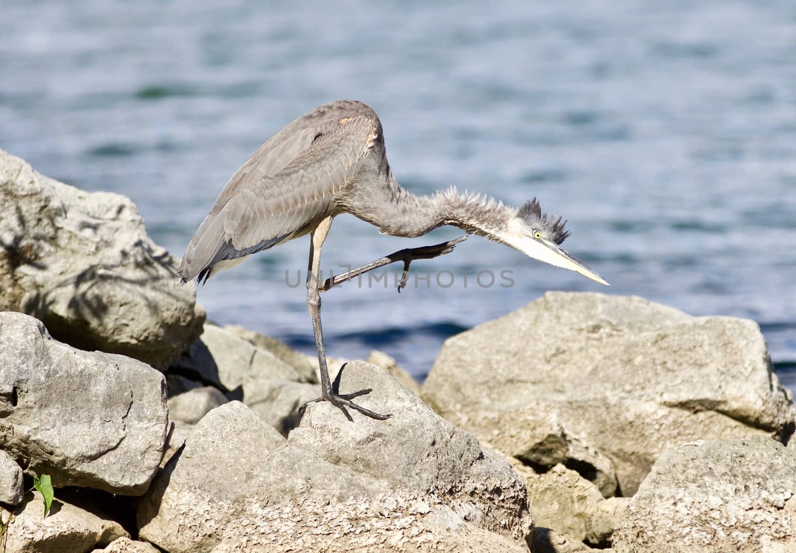 Beautiful background with a funny great heron cleaning his feathers on a rock shore by teo