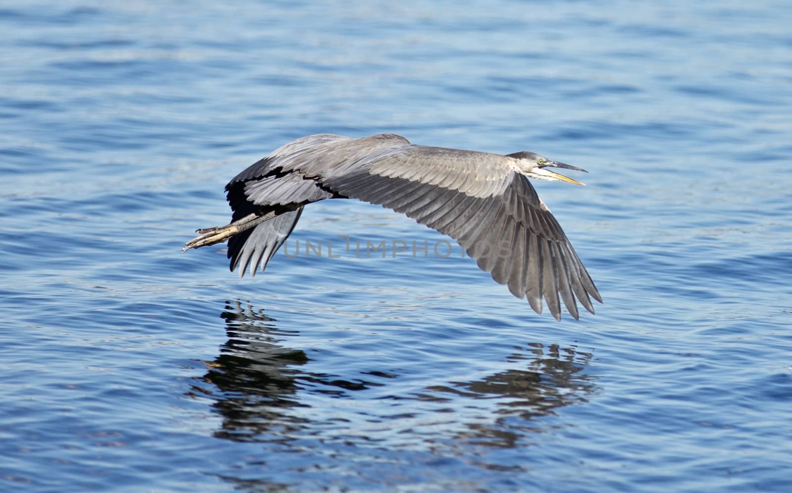 Beautiful isolated picture with a funny great heron flying near the water by teo