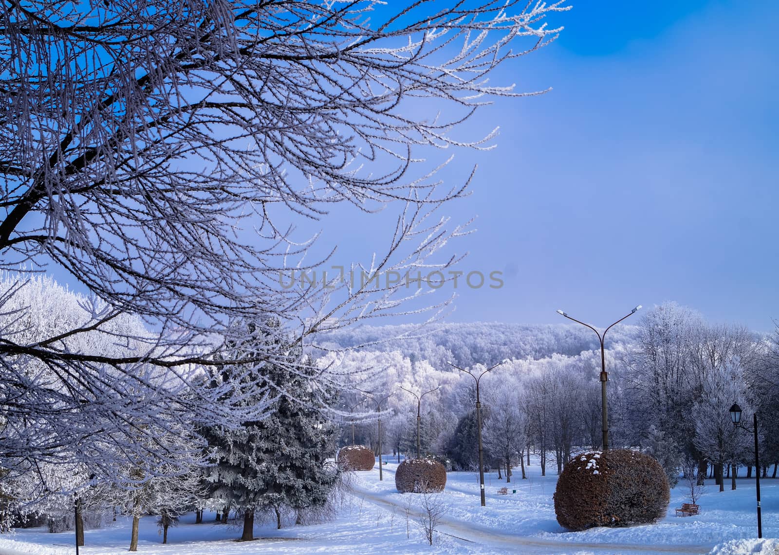 the trees on the Avenue in the Park at winter lantern place by Oleczka11