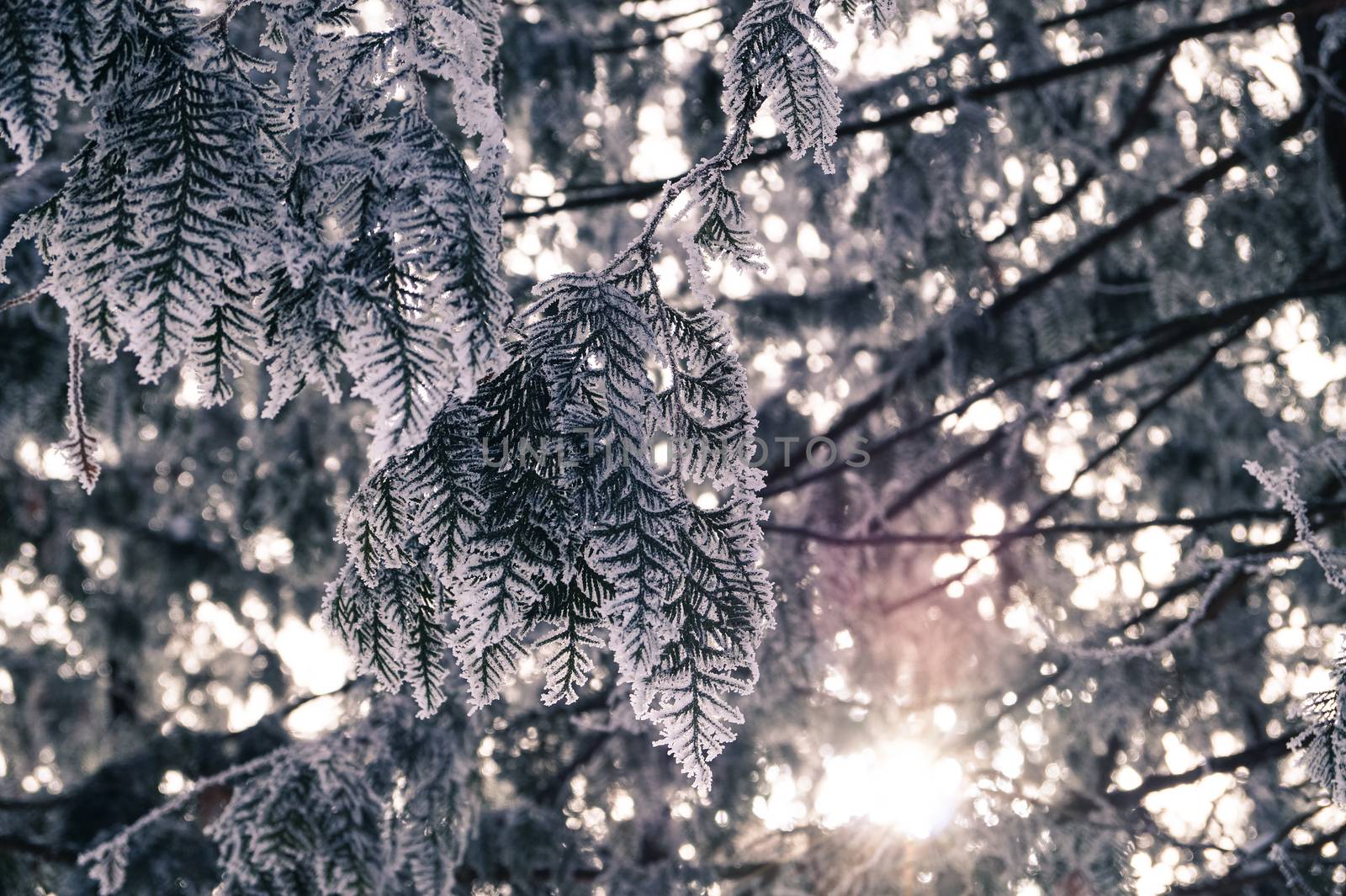 background the branch of an evergreen tree covered with frost