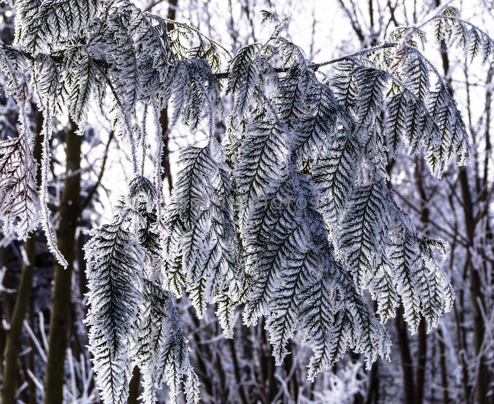 background the branch of an evergreen tree covered with frost