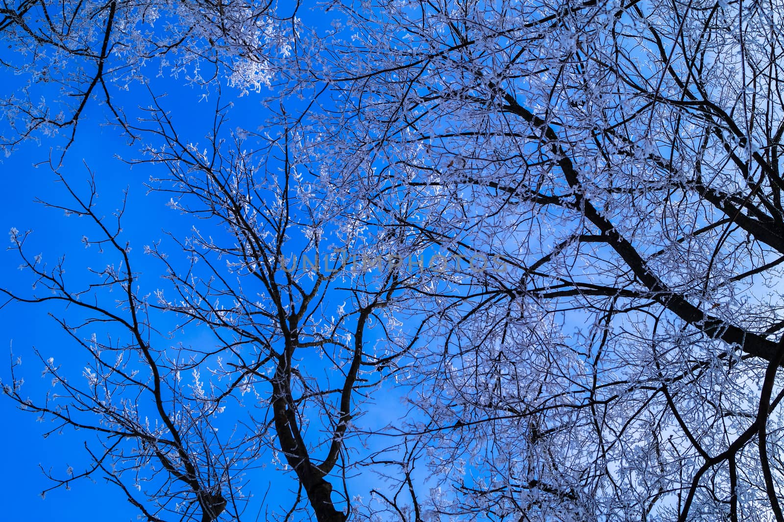 background abstraction view of blue sky through the branches of trees covered with frost