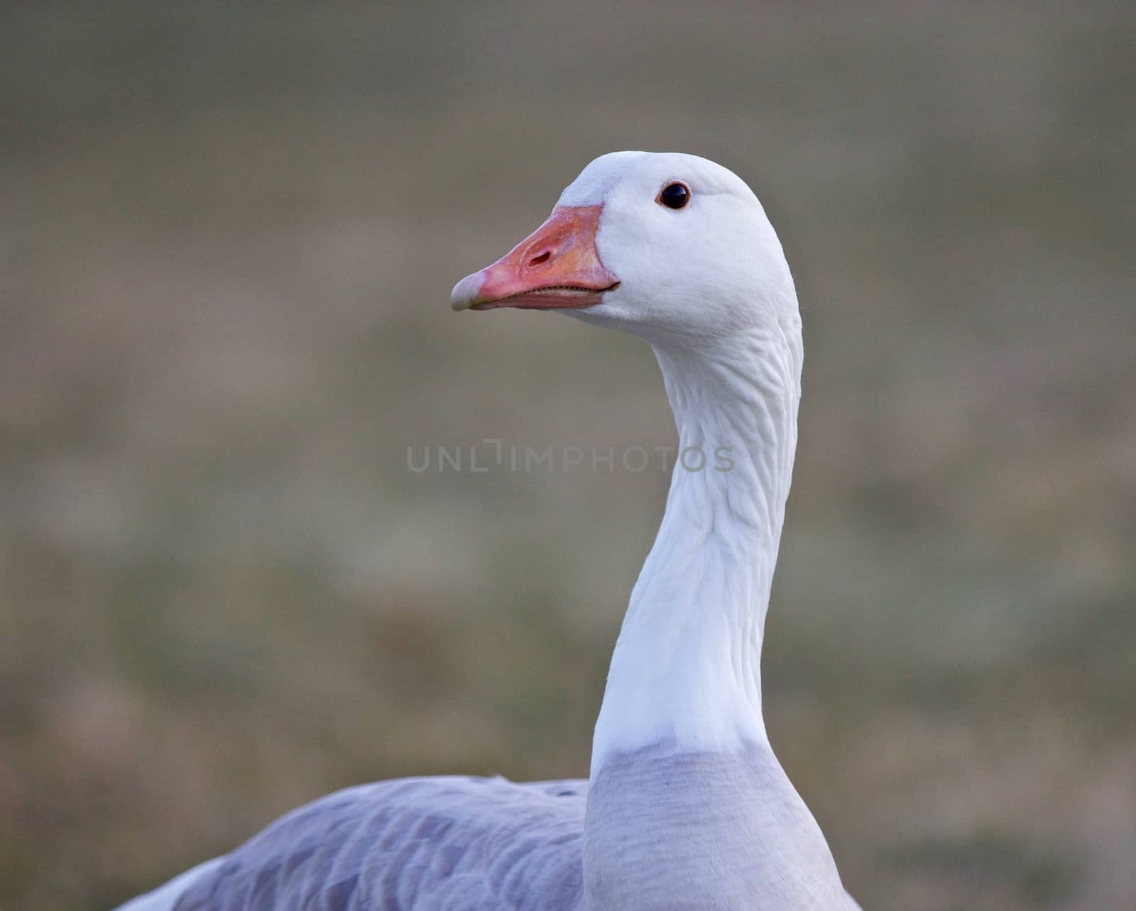 Beautiful isolated image of a wild snow goose by teo