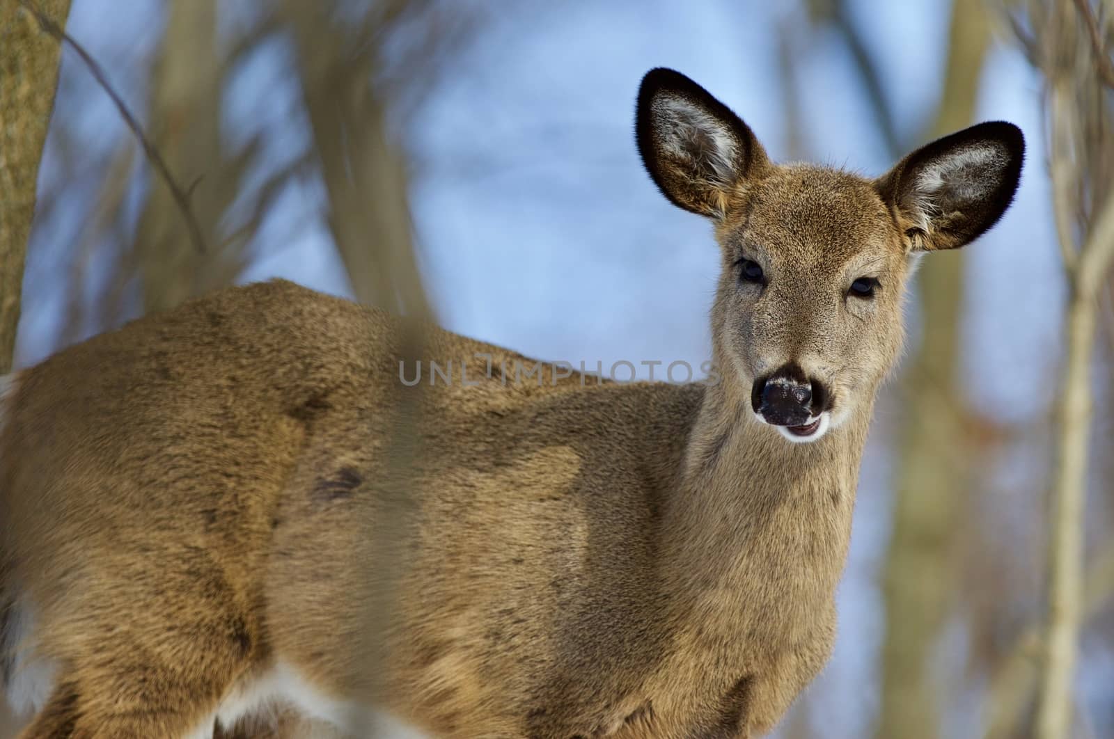 Beautiful isolated picture of a cute wild deer in the forest by teo