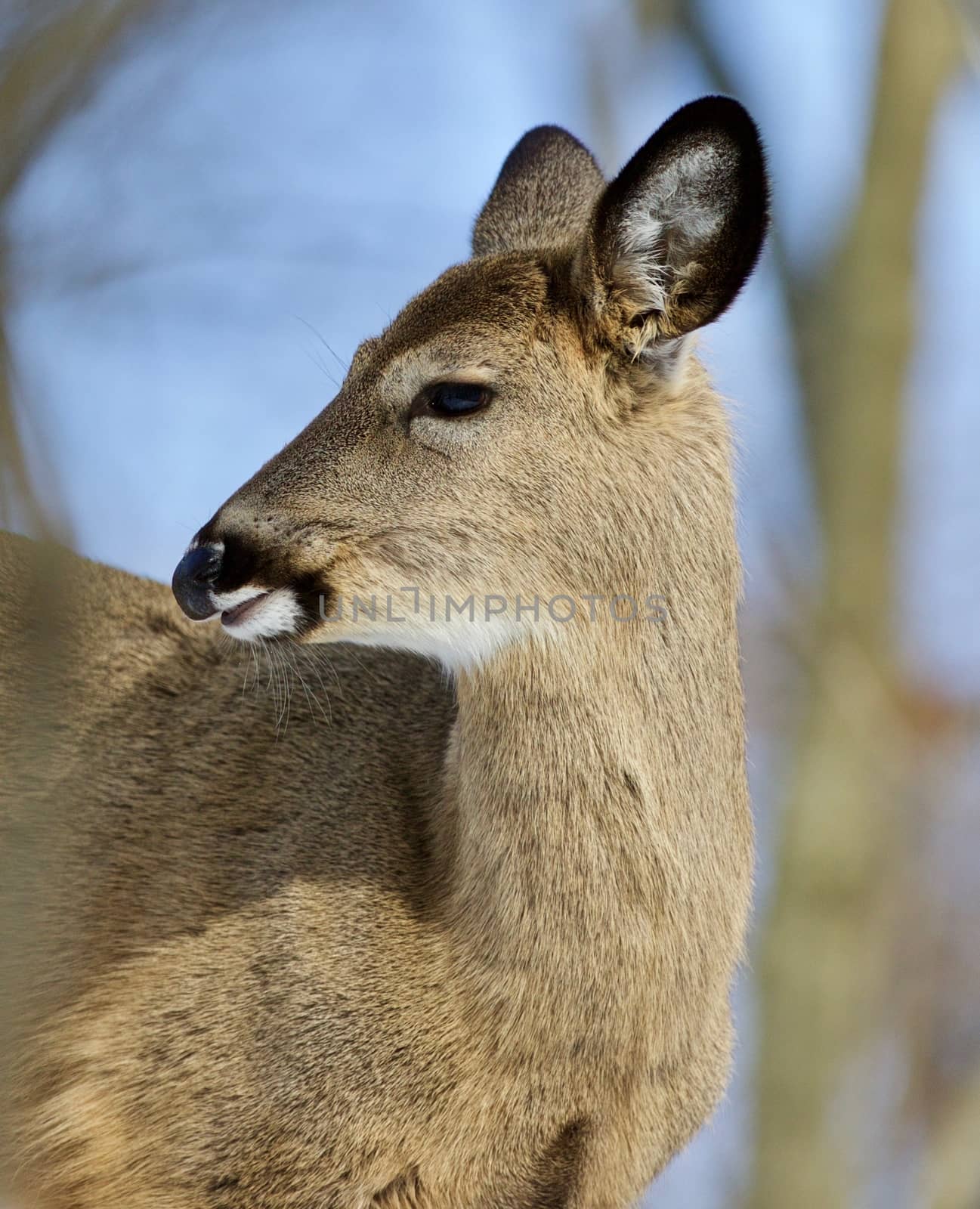 Beautiful isolated portrait of a cute wild deer in the forest by teo