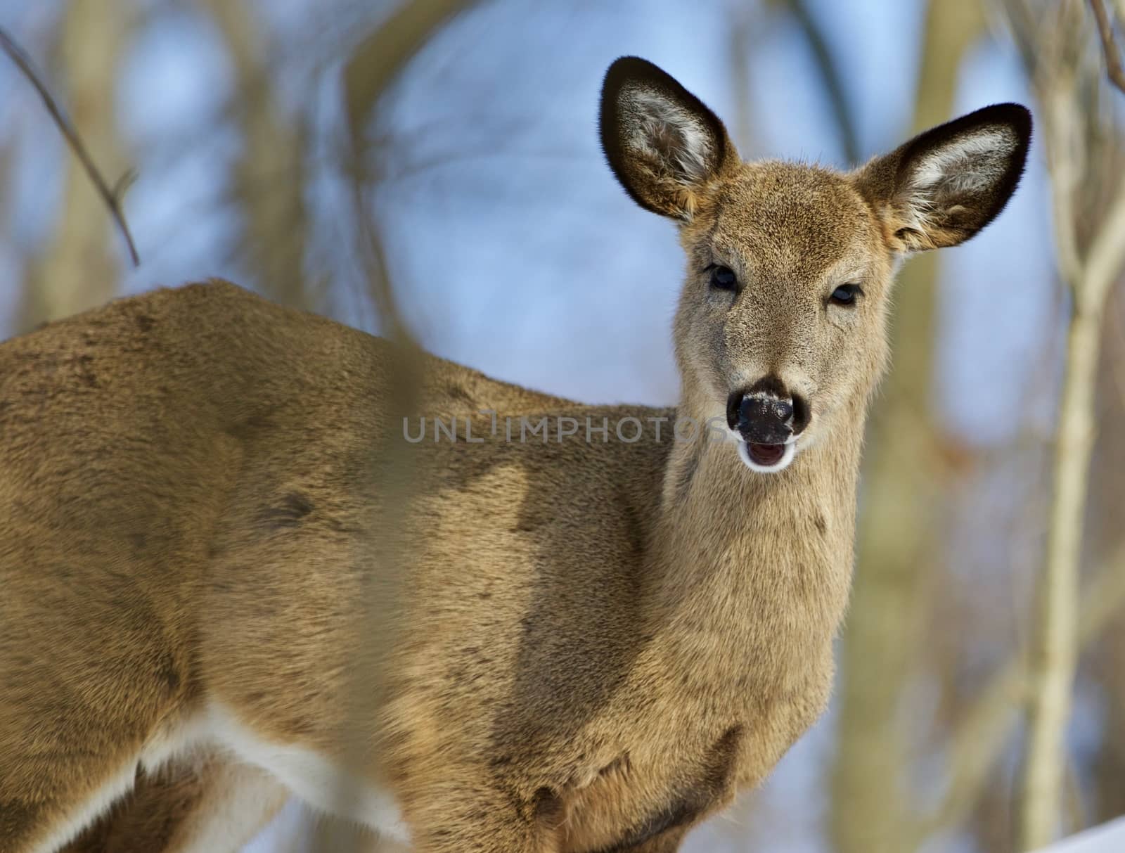 Beautiful isolated photo of a cute young wild deer in the forest by teo