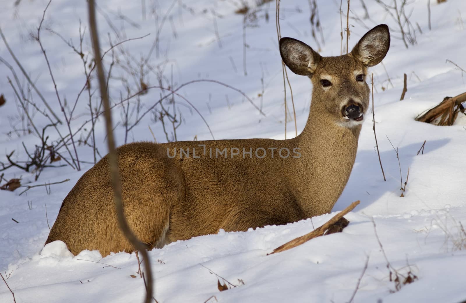 Beautiful isolated photo of wild deer in the forest on the snow