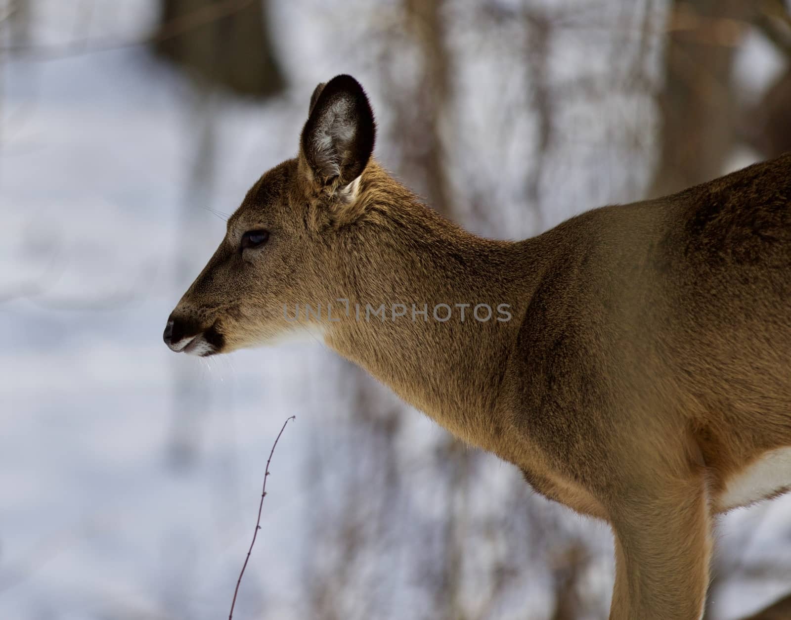 Beautiful isolated photo with a young wild deer in the snowy forest by teo