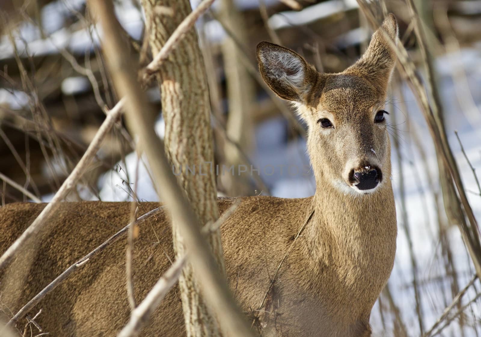 Beautiful isolated image with a cute wild deer in the snowy forest by teo