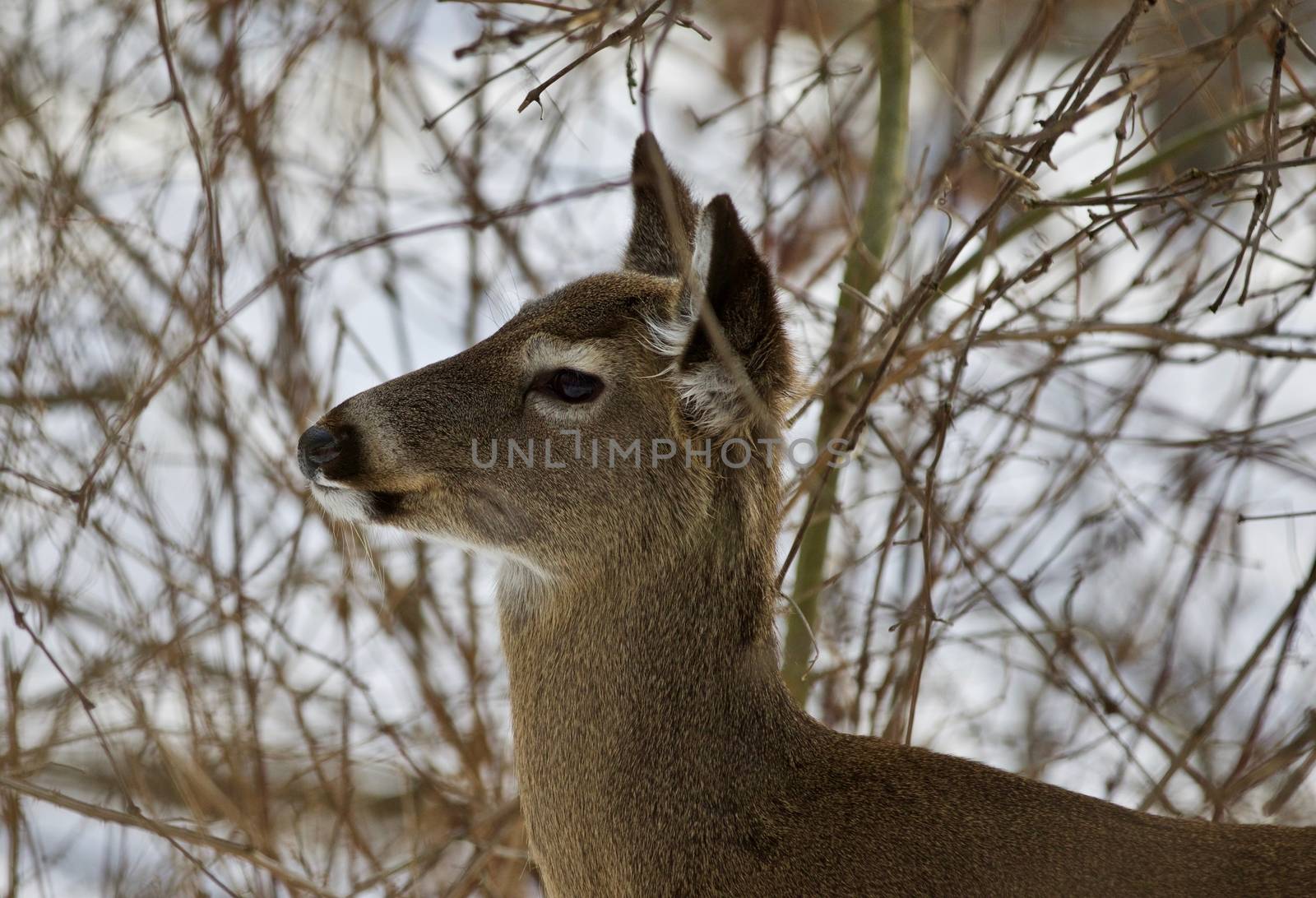 Beautiful isolated photo with a young wild deer in the snowy forest by teo