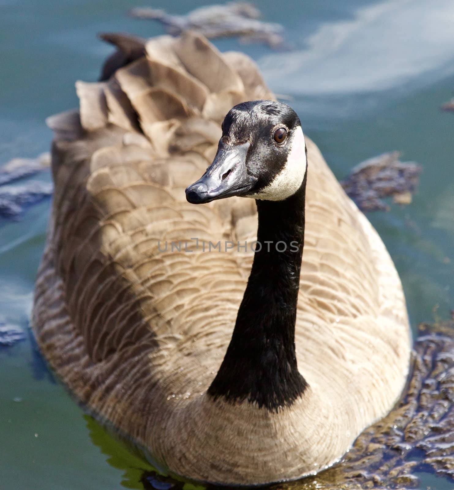 Beautiful isolated image of a funny wild Canada goose in the lake by teo