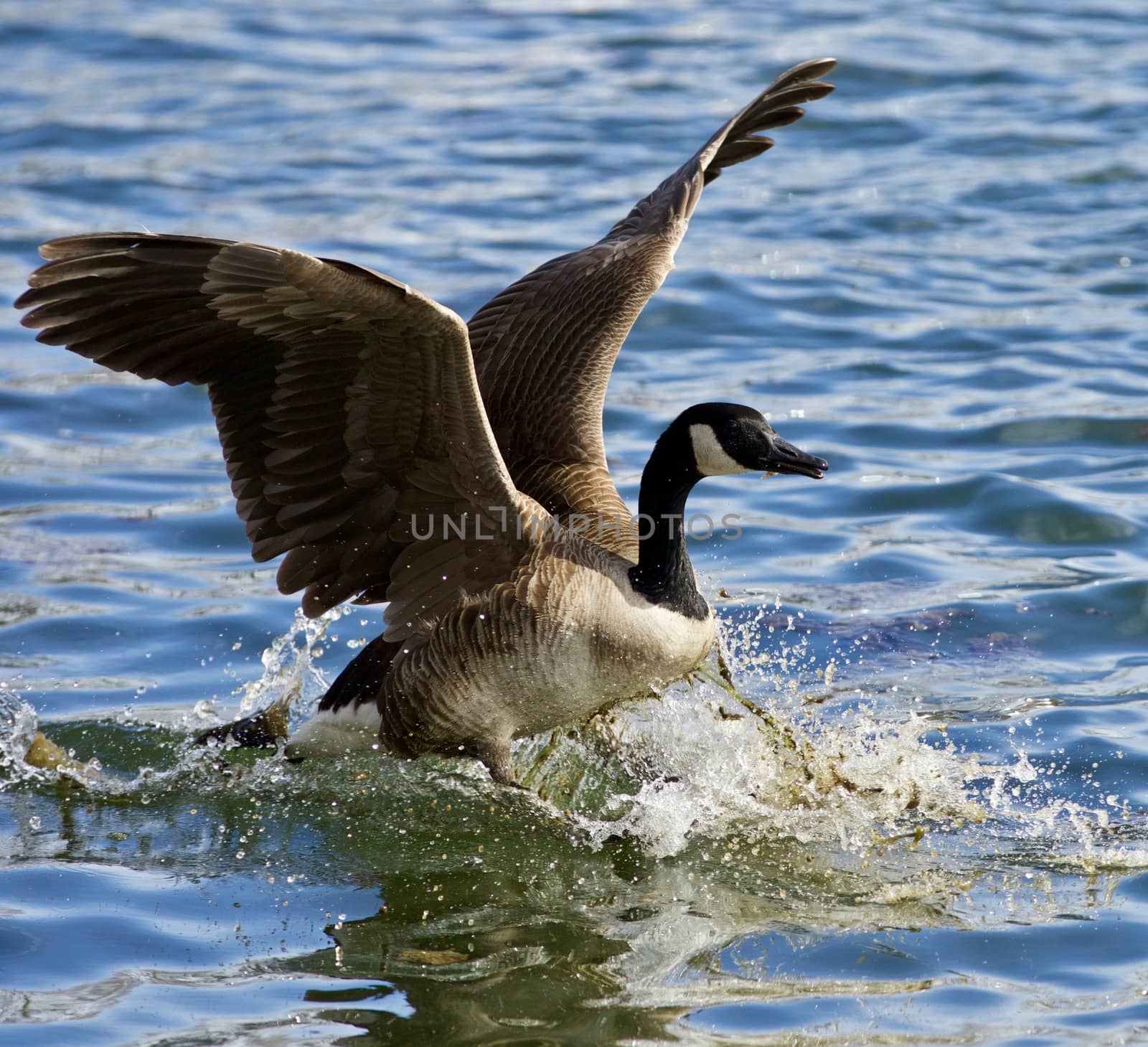 Beautiful isolated picture of a wild Canada goose landing on the water by teo