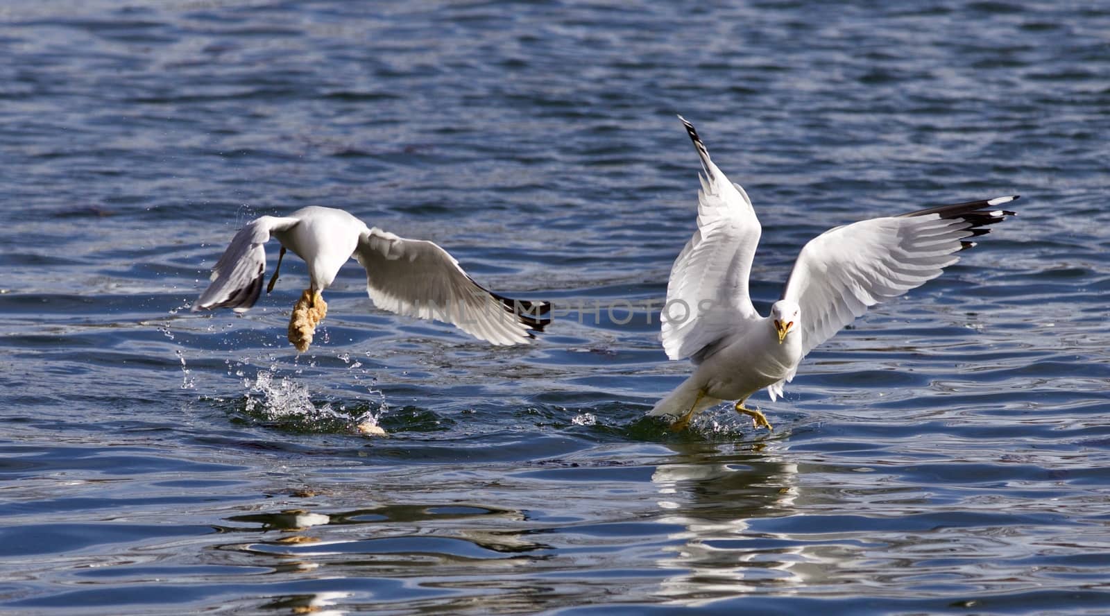 Beautiful isolated photo of two gulls with the food by teo