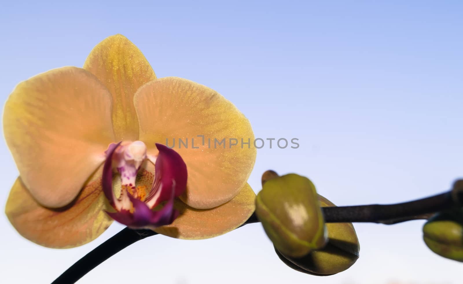 Orchid flower on blue background plant