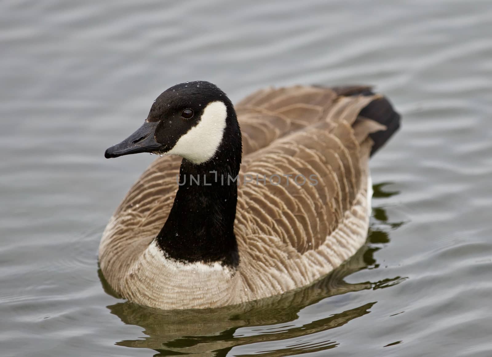 Beautiful isolated image of a cute wild Canada goose in the lake by teo