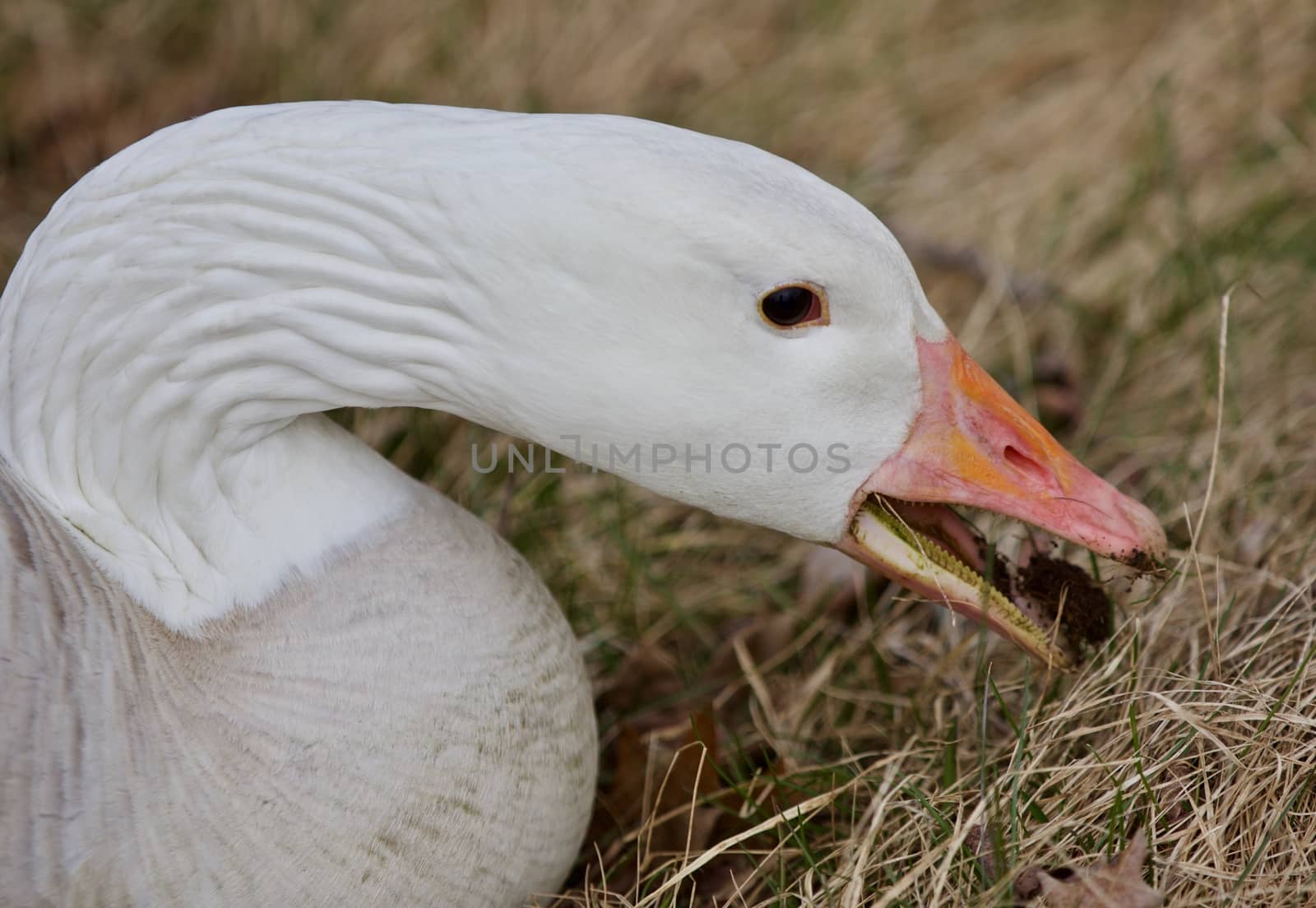 Beautiful image with a wild snow goose eating the grass by teo