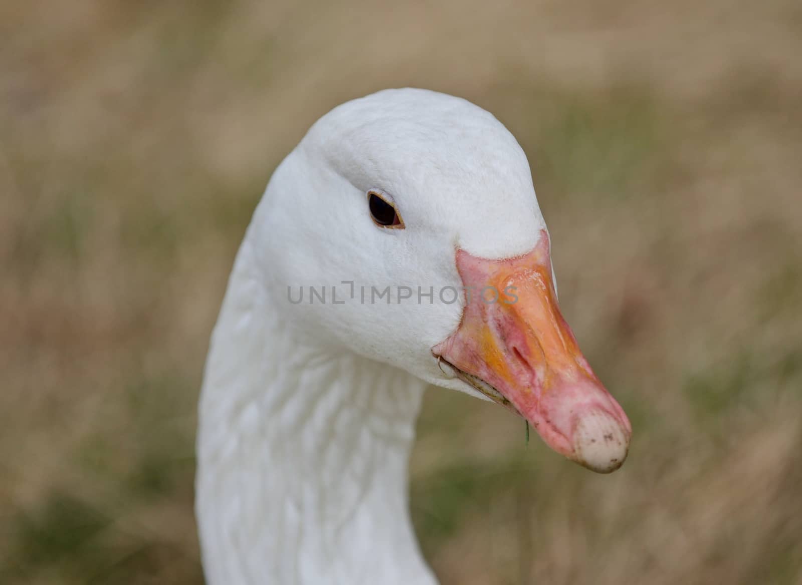 Beautiful isolated photo of a wild snow goose on the grass by teo