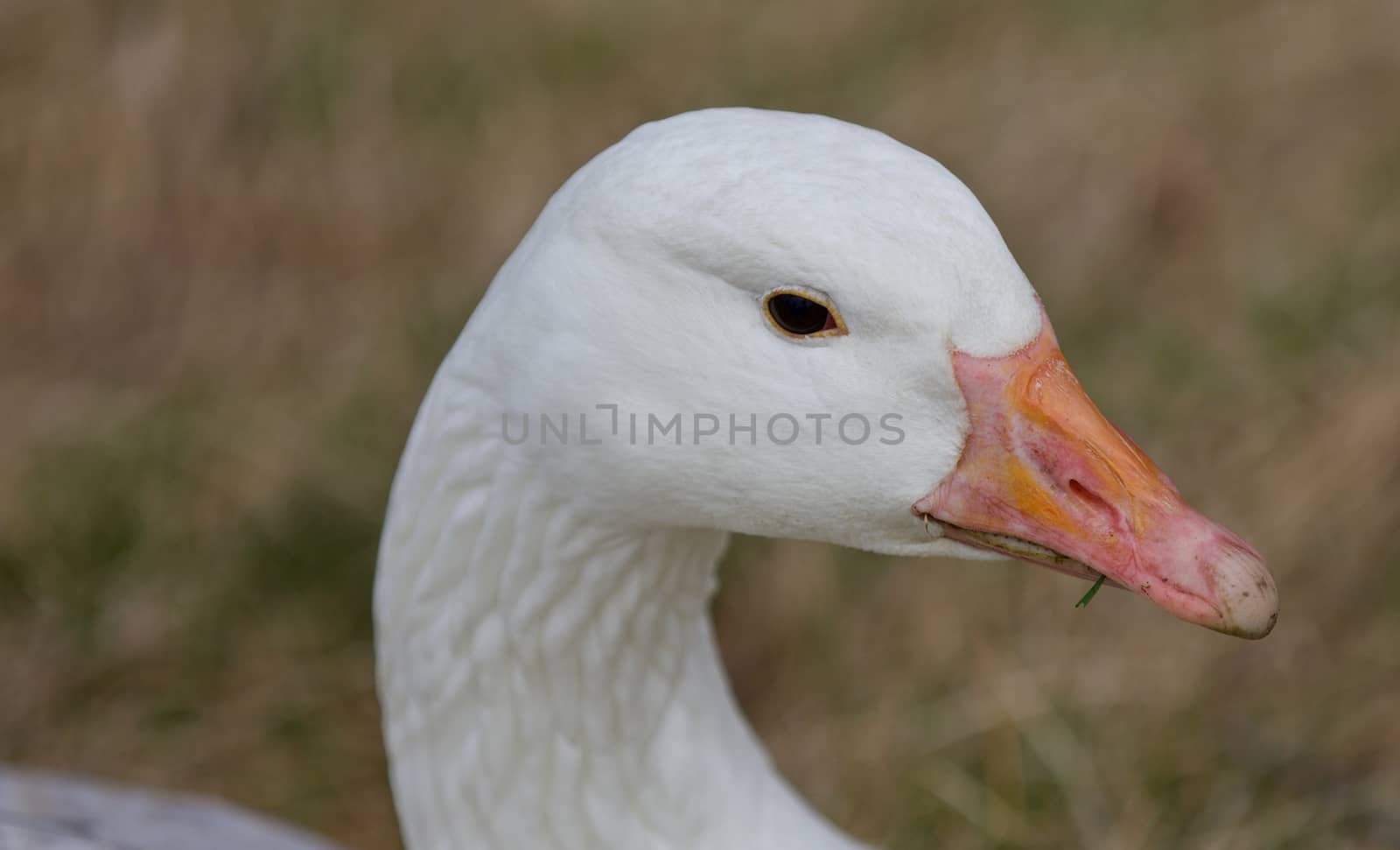 Beautiful isolated image with a wild snow goose on the grass field by teo