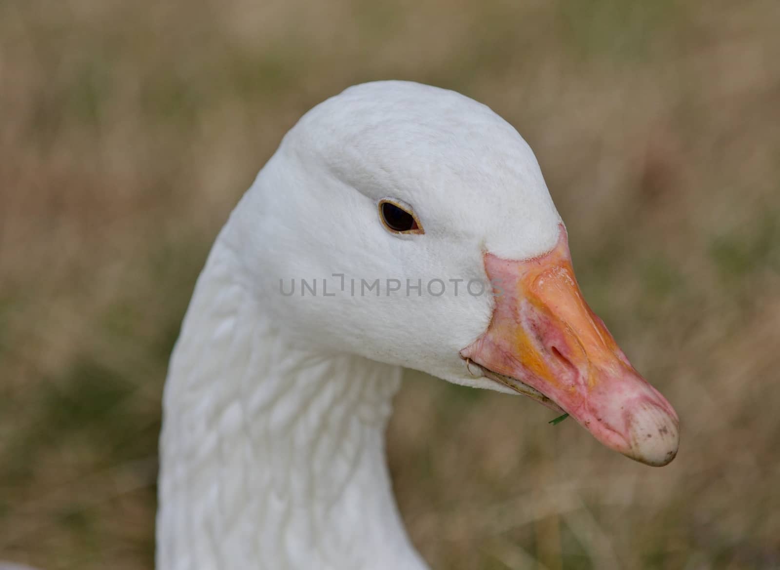 Beautiful portrait of a strong snow goose on the grass field by teo