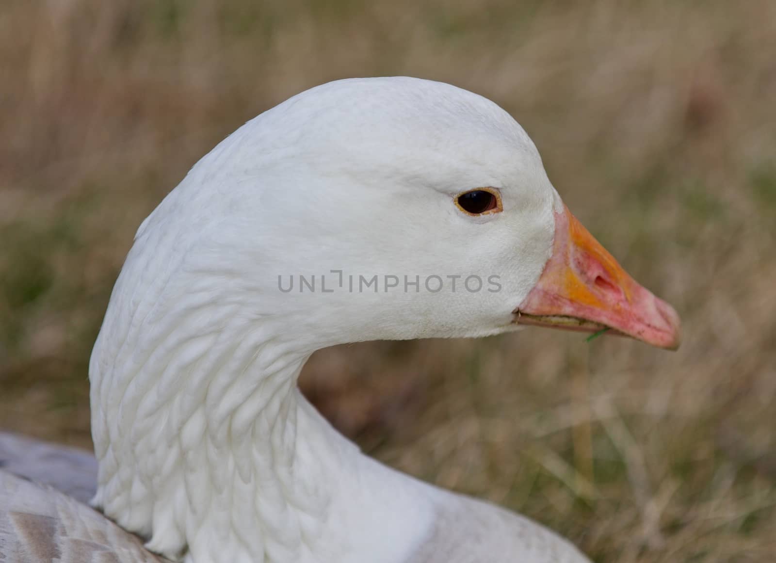 Beautiful close-up of a strong snow goose on the grass field by teo