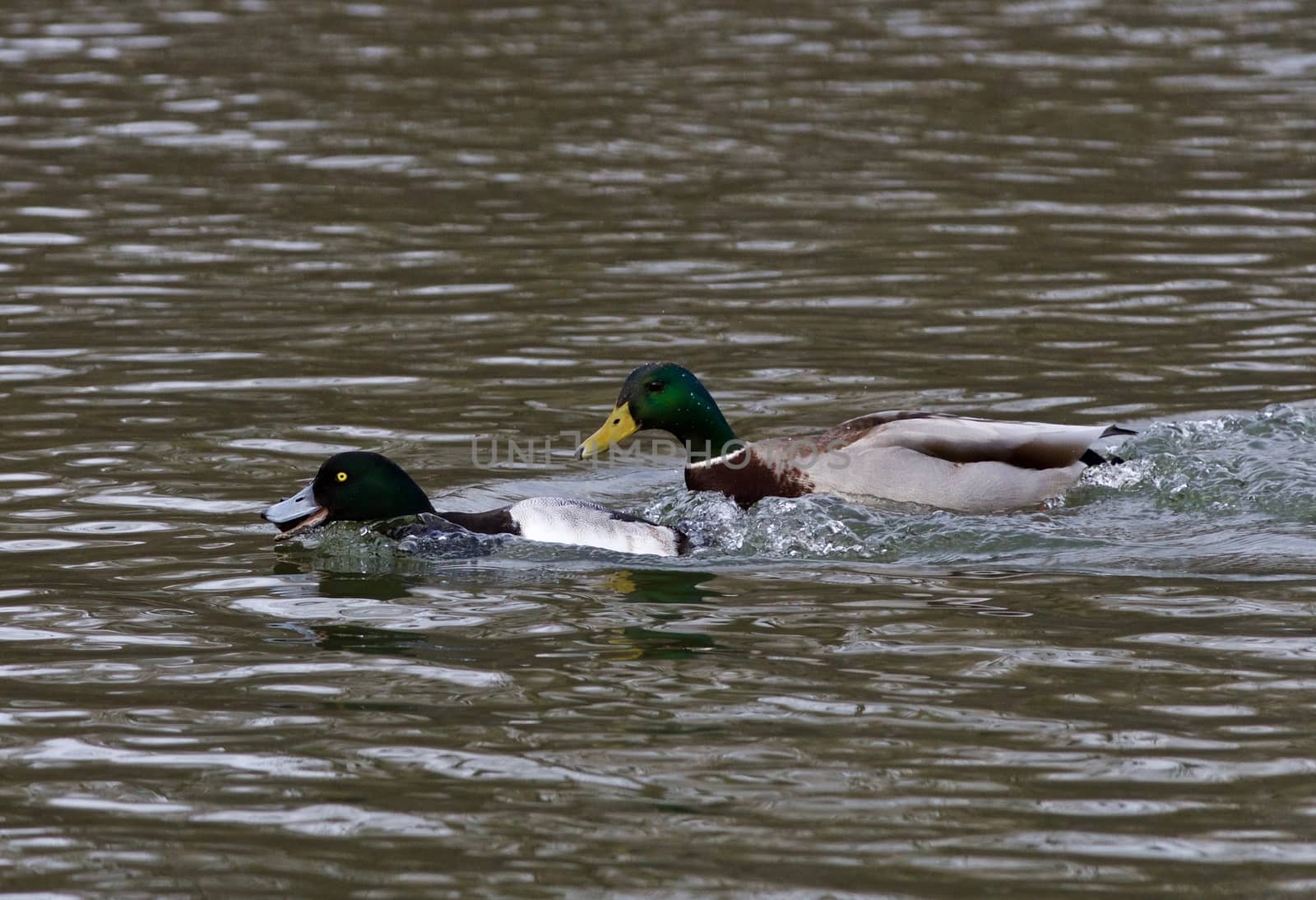 Funny isolated photo of a duck chasing another by teo