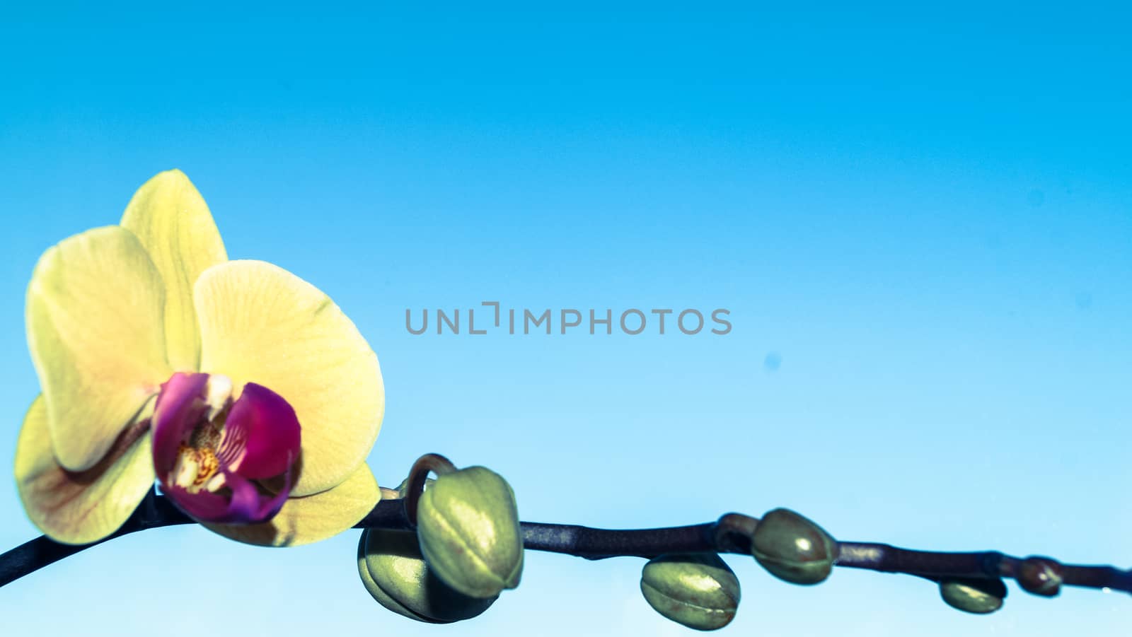 Orchid flower on blue background plant