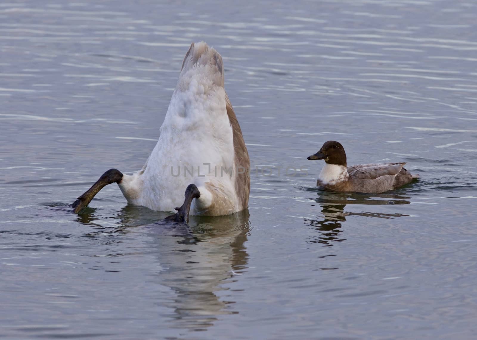 Isolated photo of a swan upside-down in the lake and a crazy duck by teo