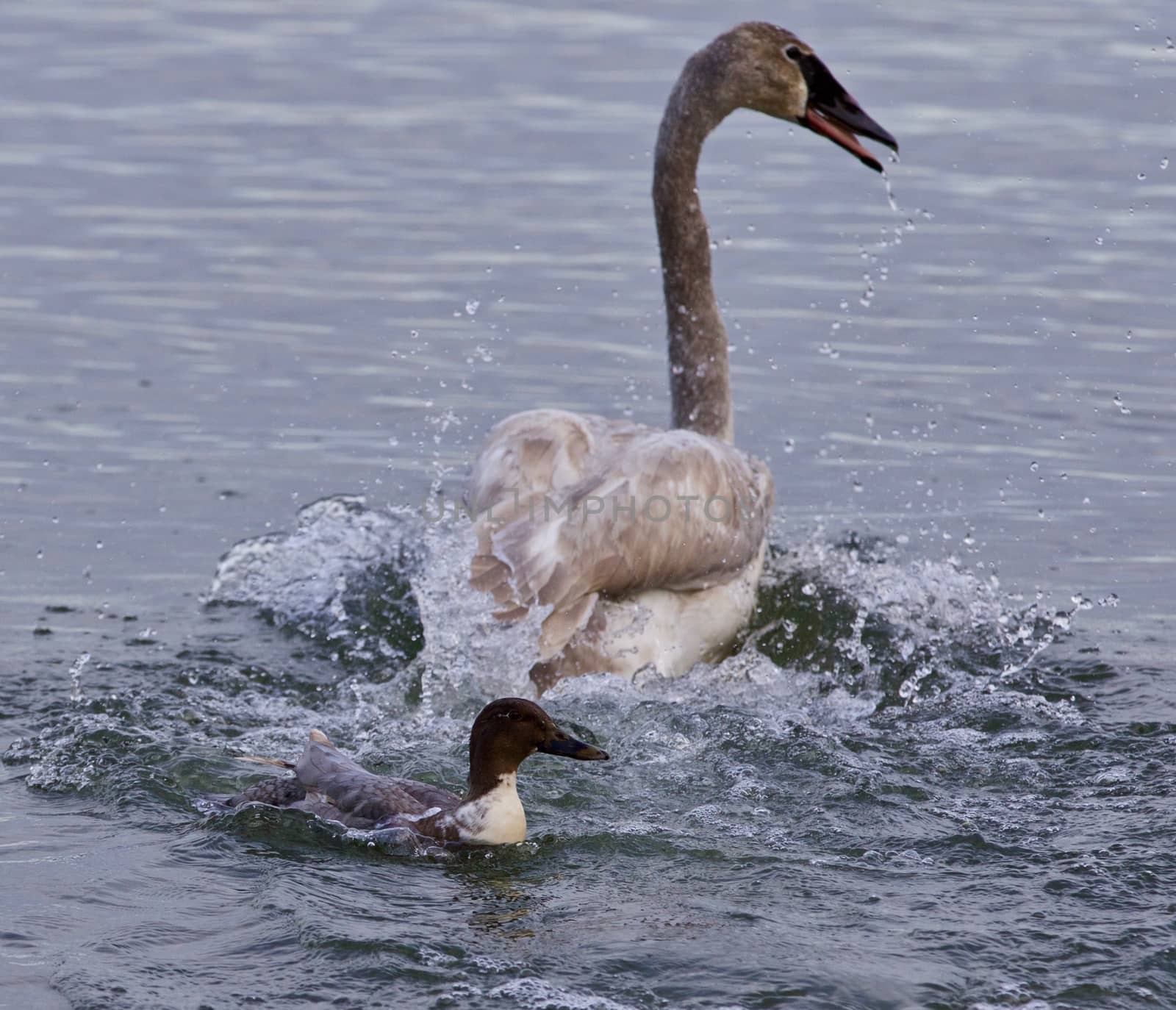 Isolated photo of a swan under attack of a  crazy duck
