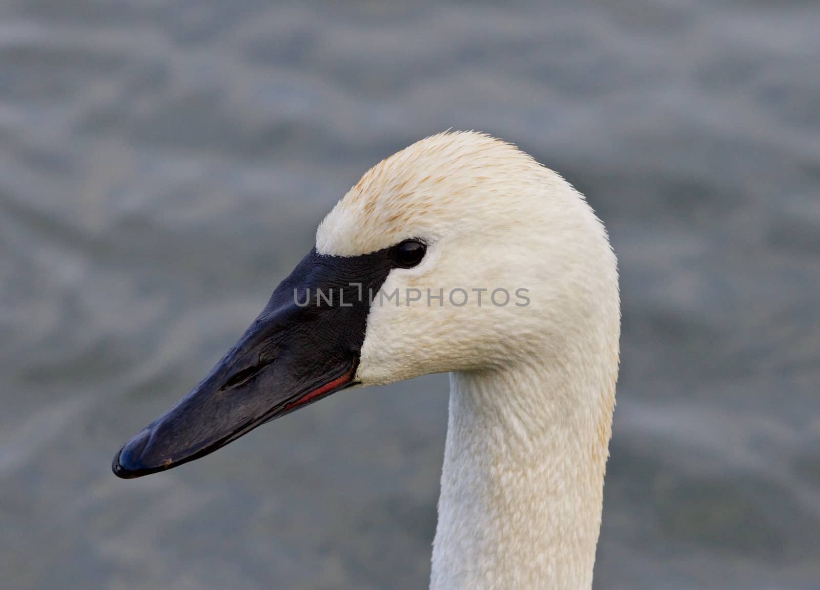 Beautiful image with a wild serious trumpeter swan by teo