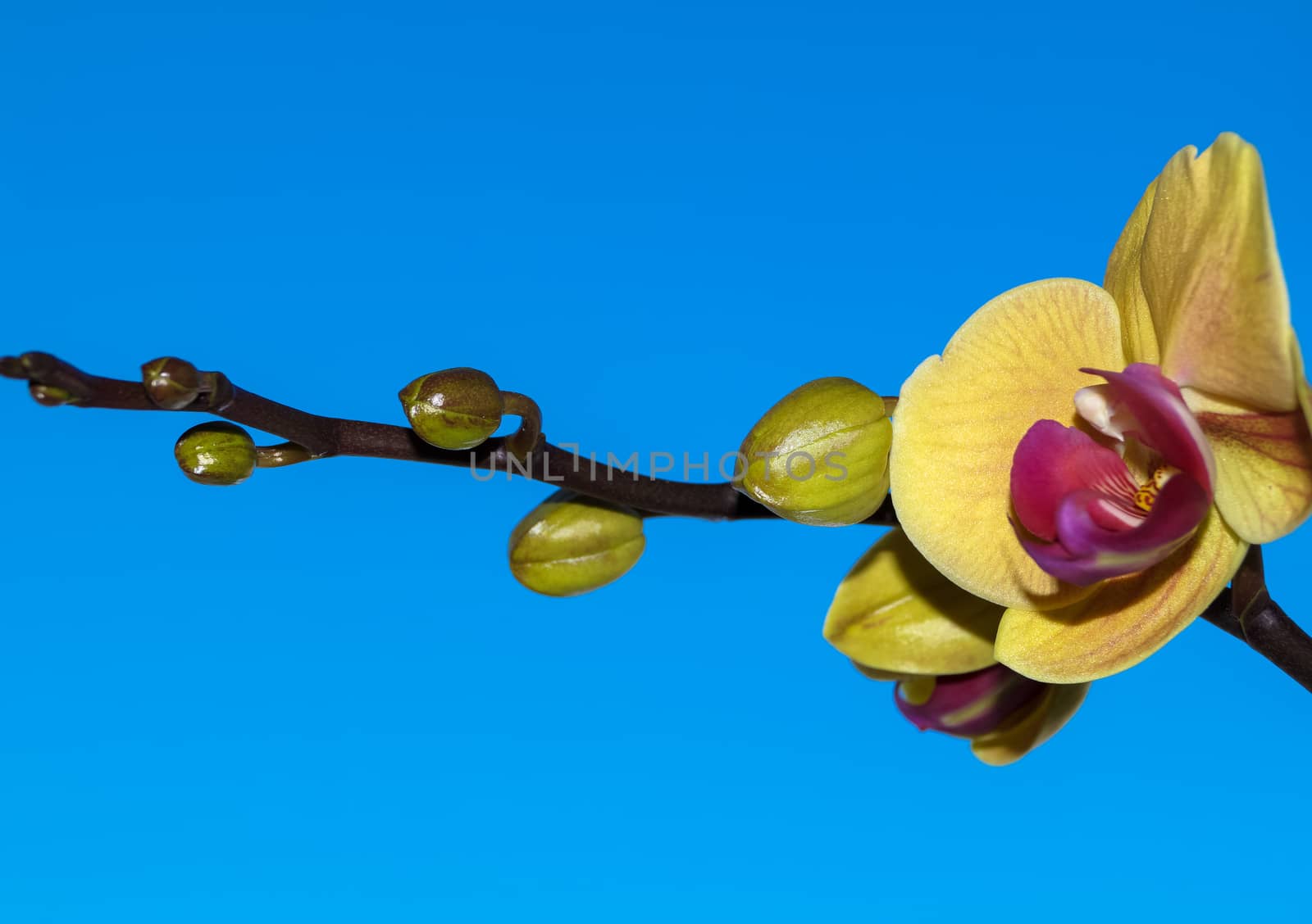 Orchid flower on blue background plant