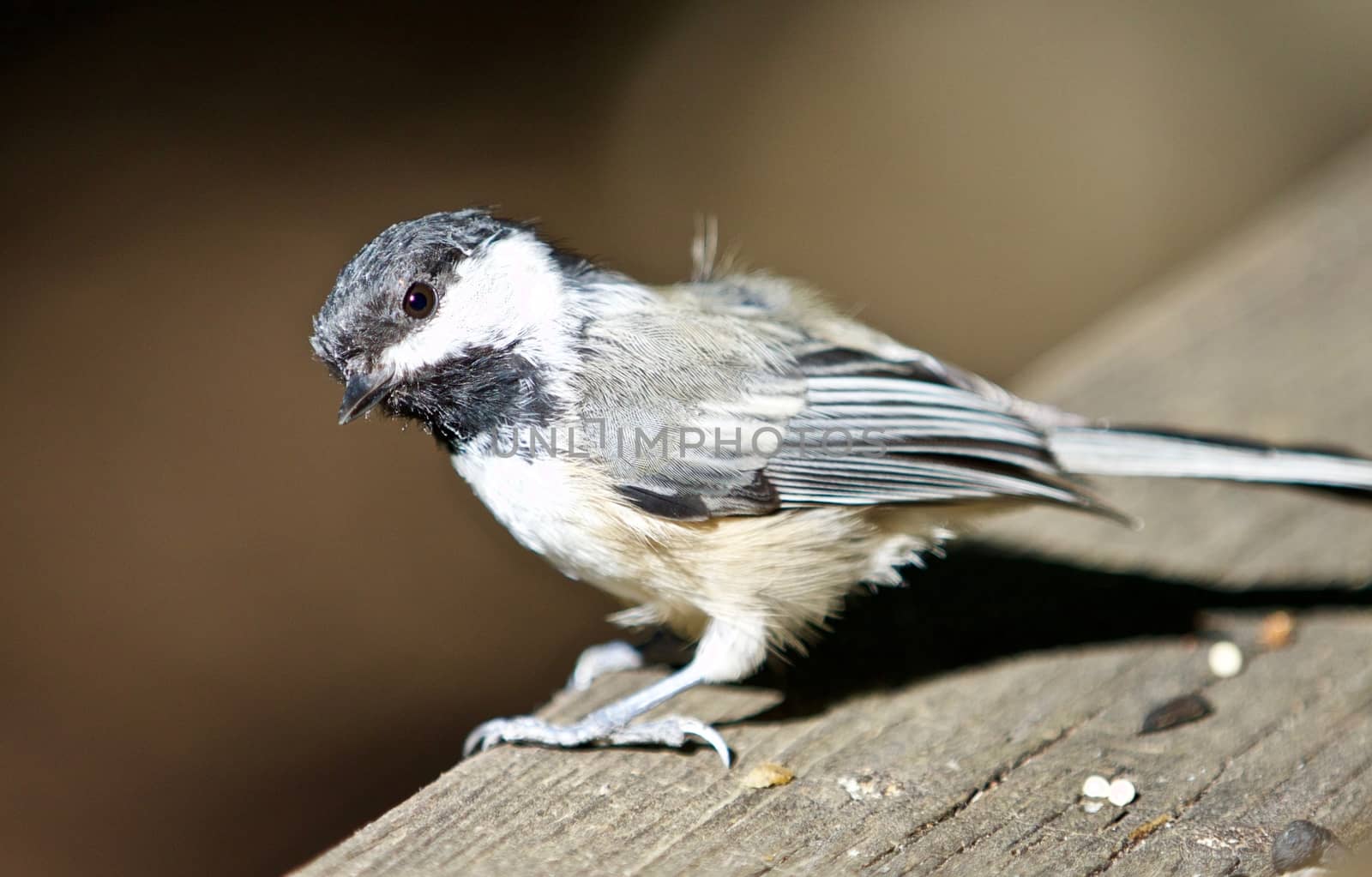 Beautiful isolated photo of a black-capped chickadee bird by teo