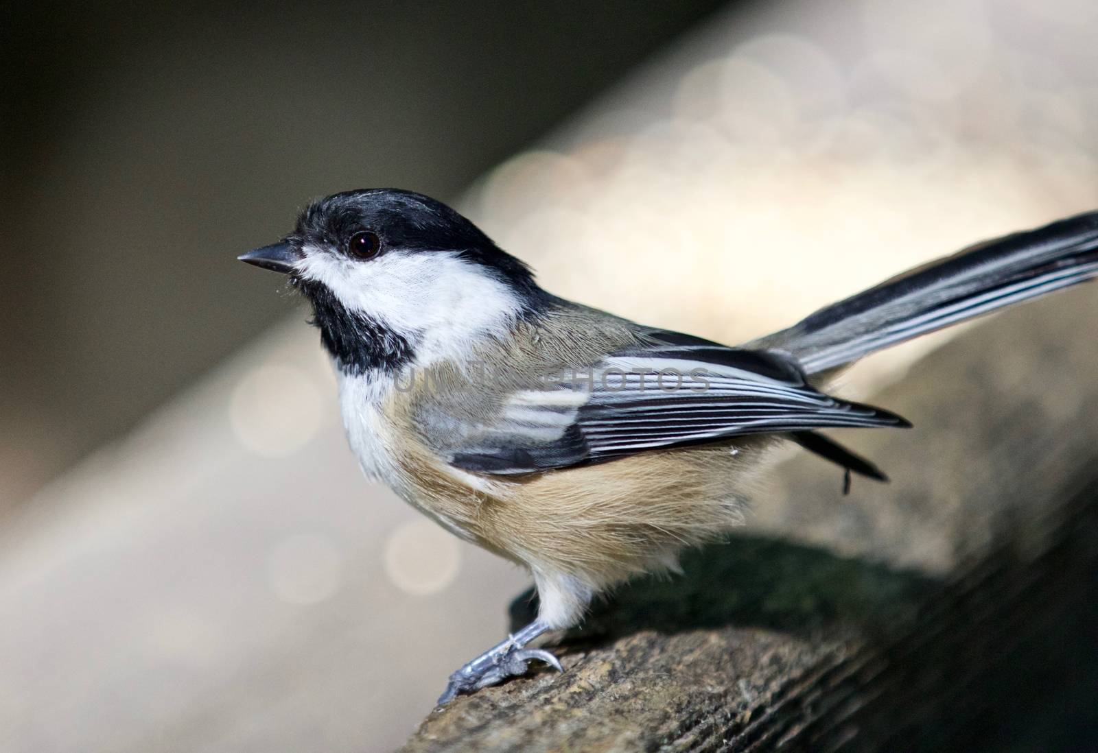 Beautiful isolated image of a cute black-capped chickadee bird by teo