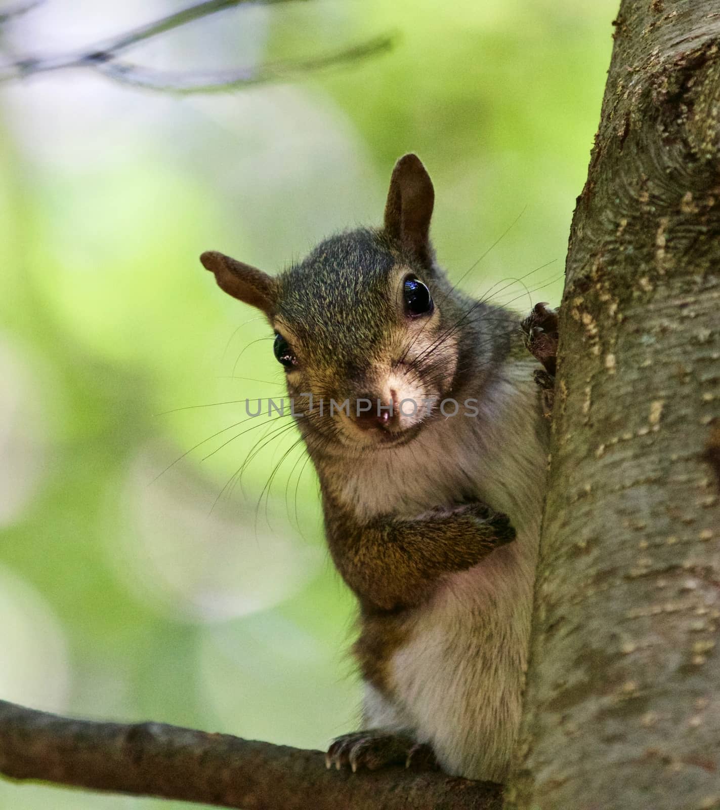 Beautiful isolated picture with a funny cute squirrel on a tree by teo