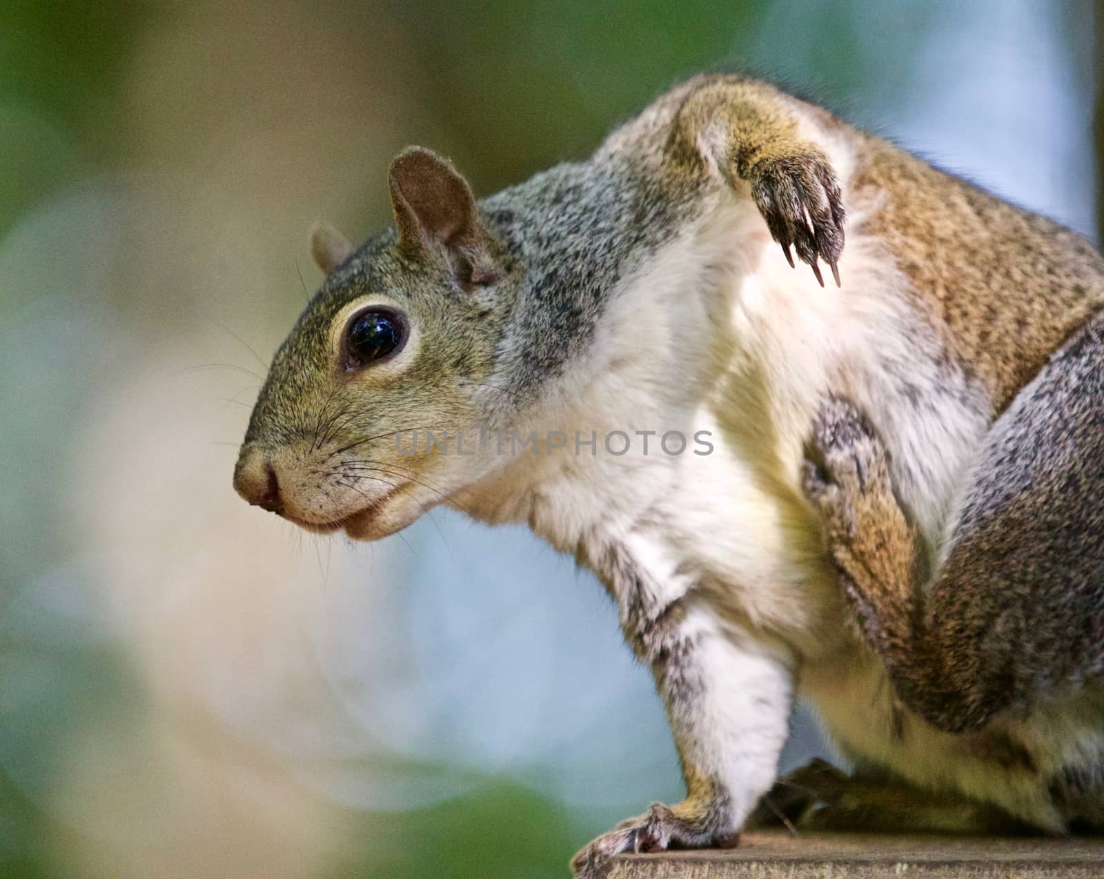 Beautiful isolated photo of a funny cute squirrel