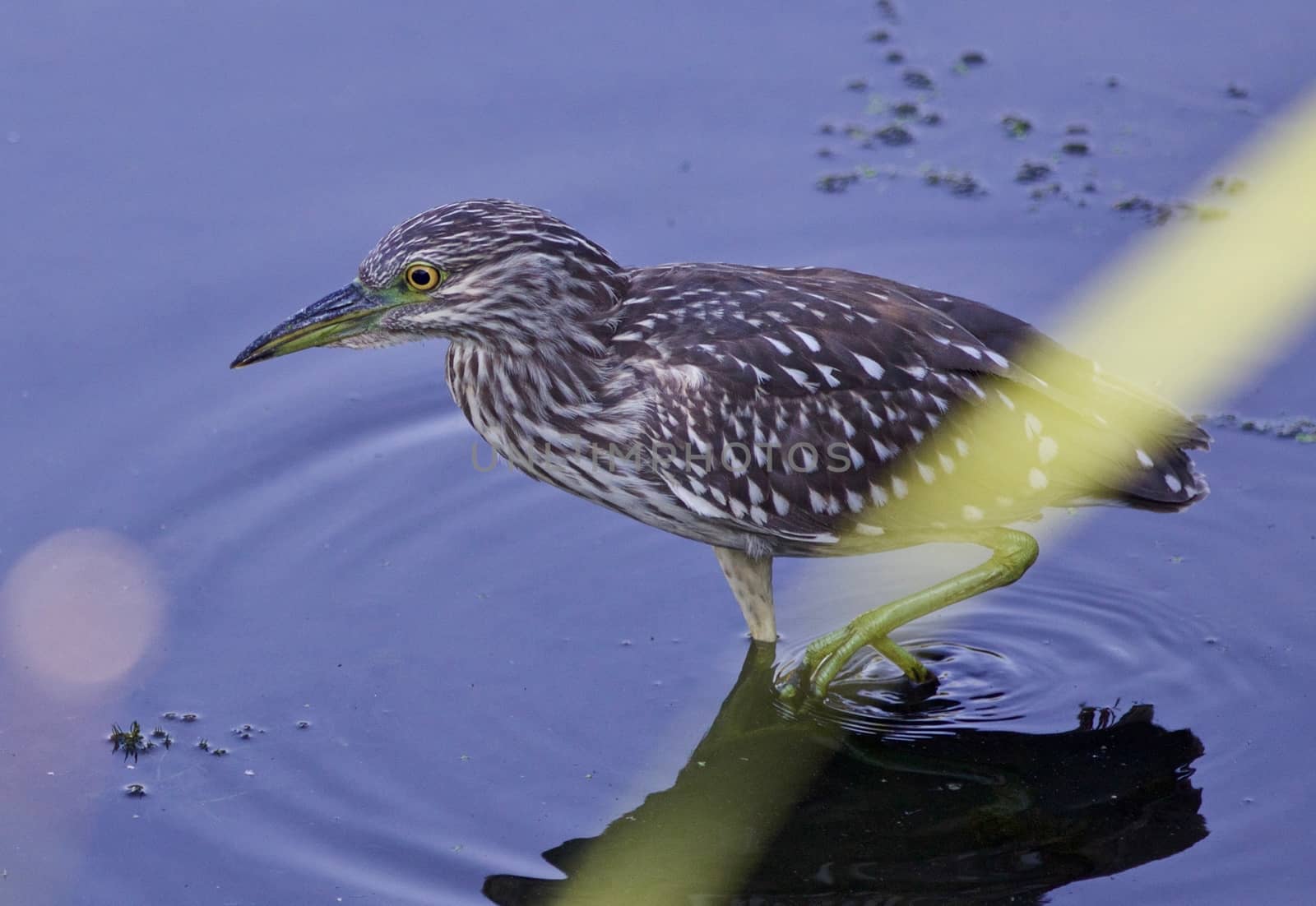 Photo of a funny black-crowned night heron standing on the shore