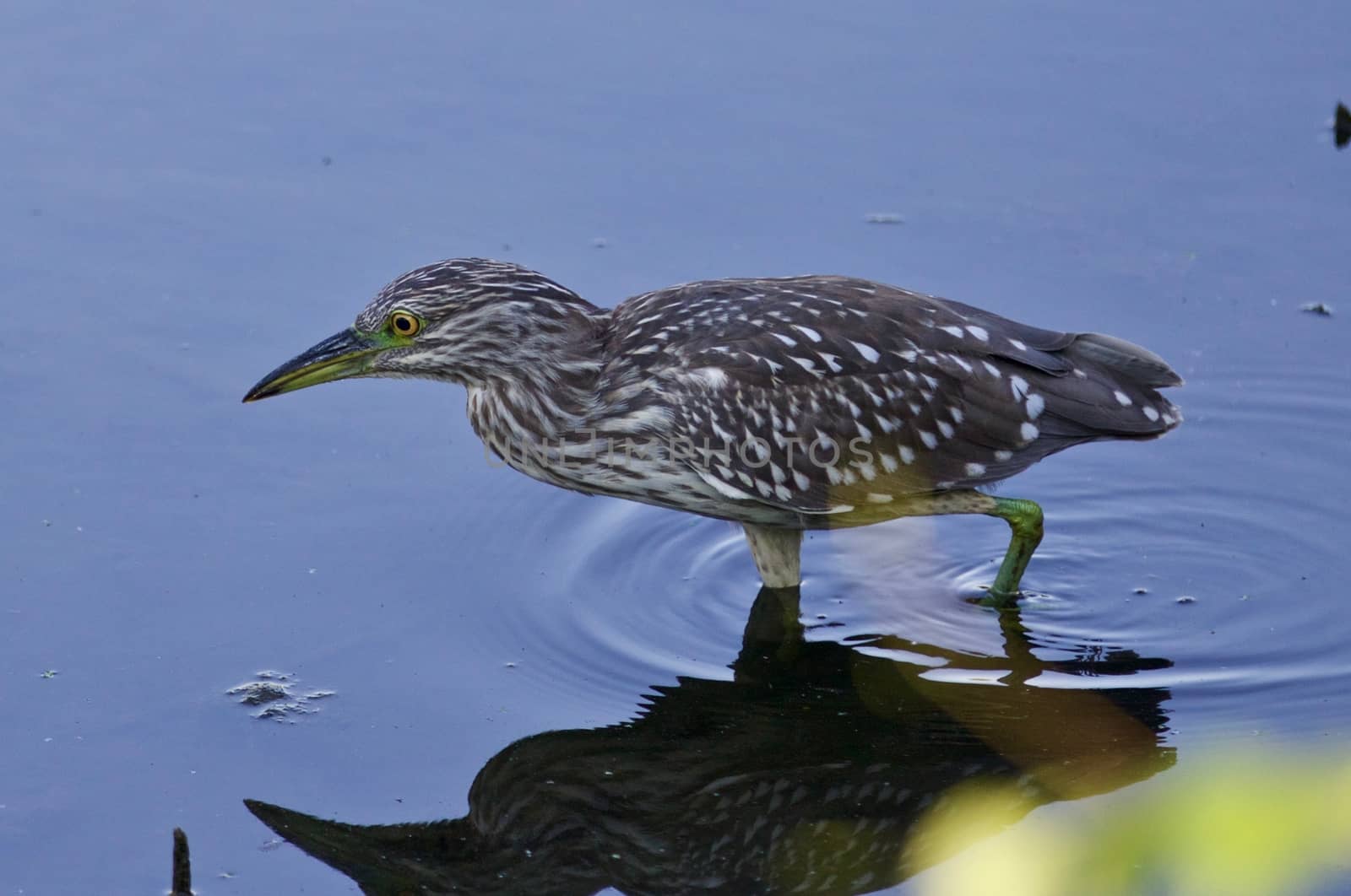 Isolated photo of a funny black-crowned night heron in the water by teo