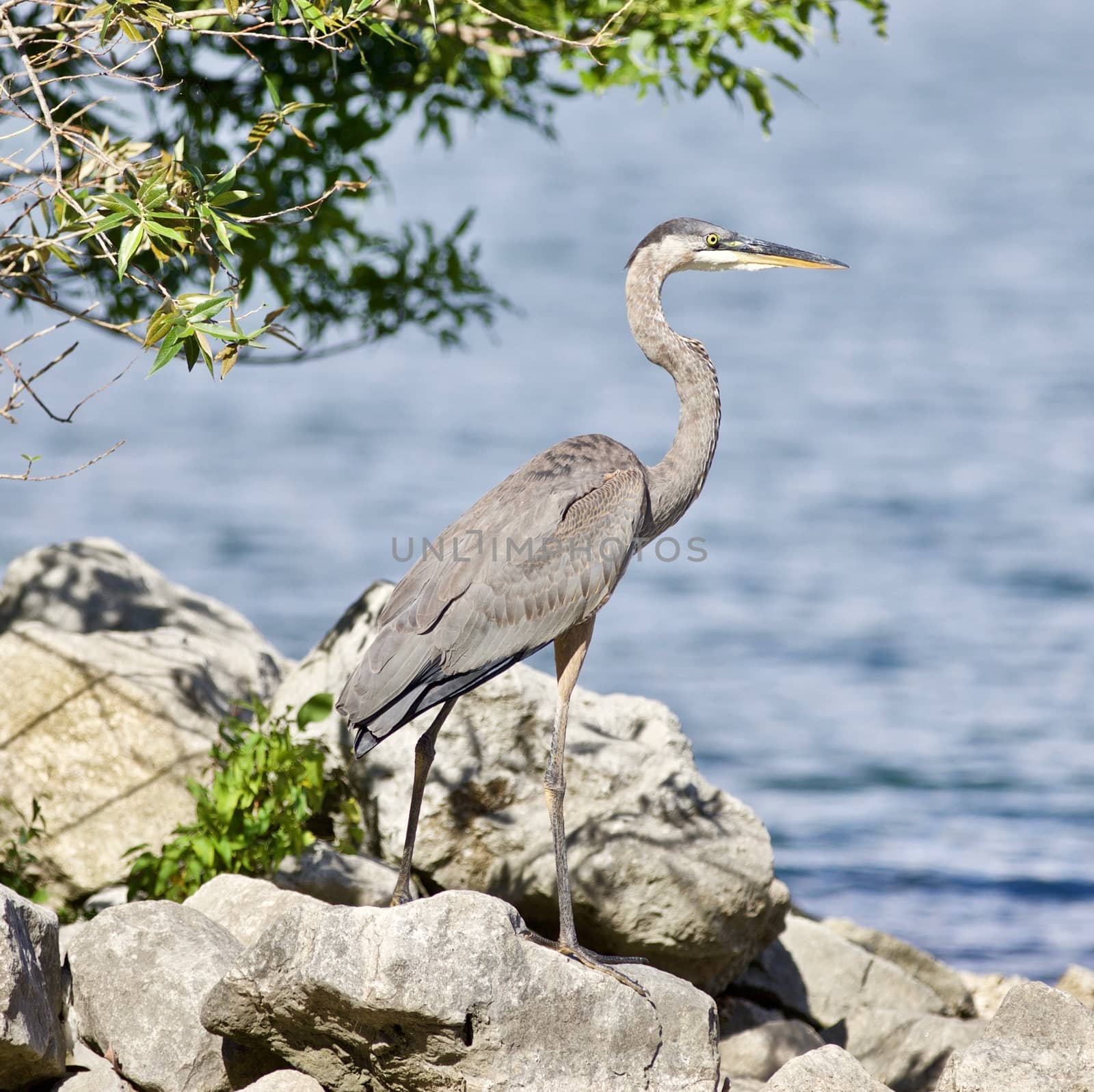 Beautiful photo of a great heron bird on the rock shore