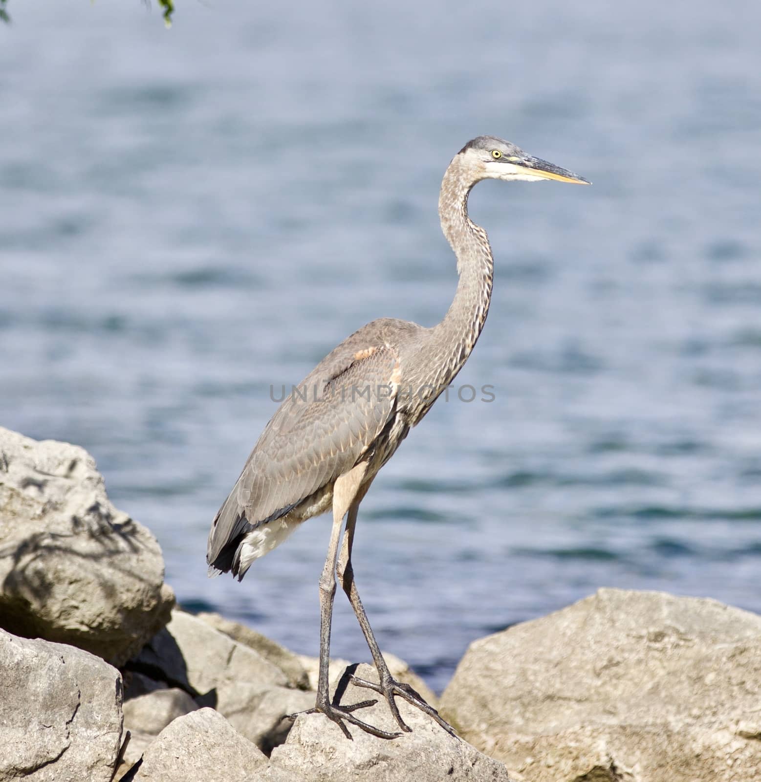 Beautiful isolated photo with a funny great heron standing on a rock shore by teo