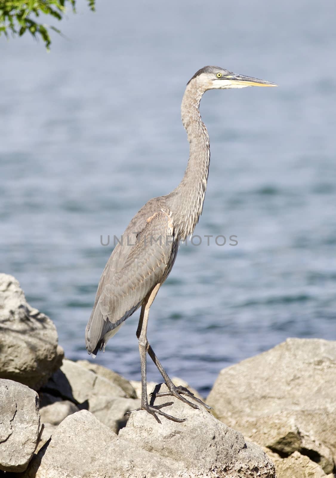 Beautiful background with a funny great heron standing on a rock shore by teo