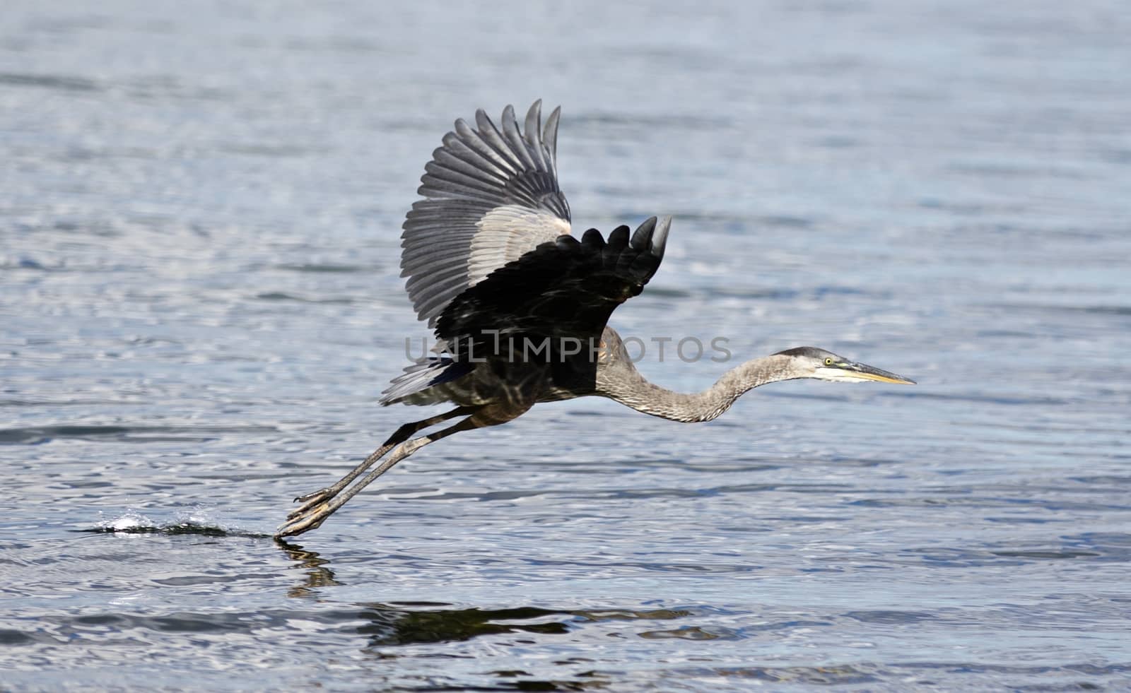 Beautiful isolated photo with a funny great heron flying near the water by teo