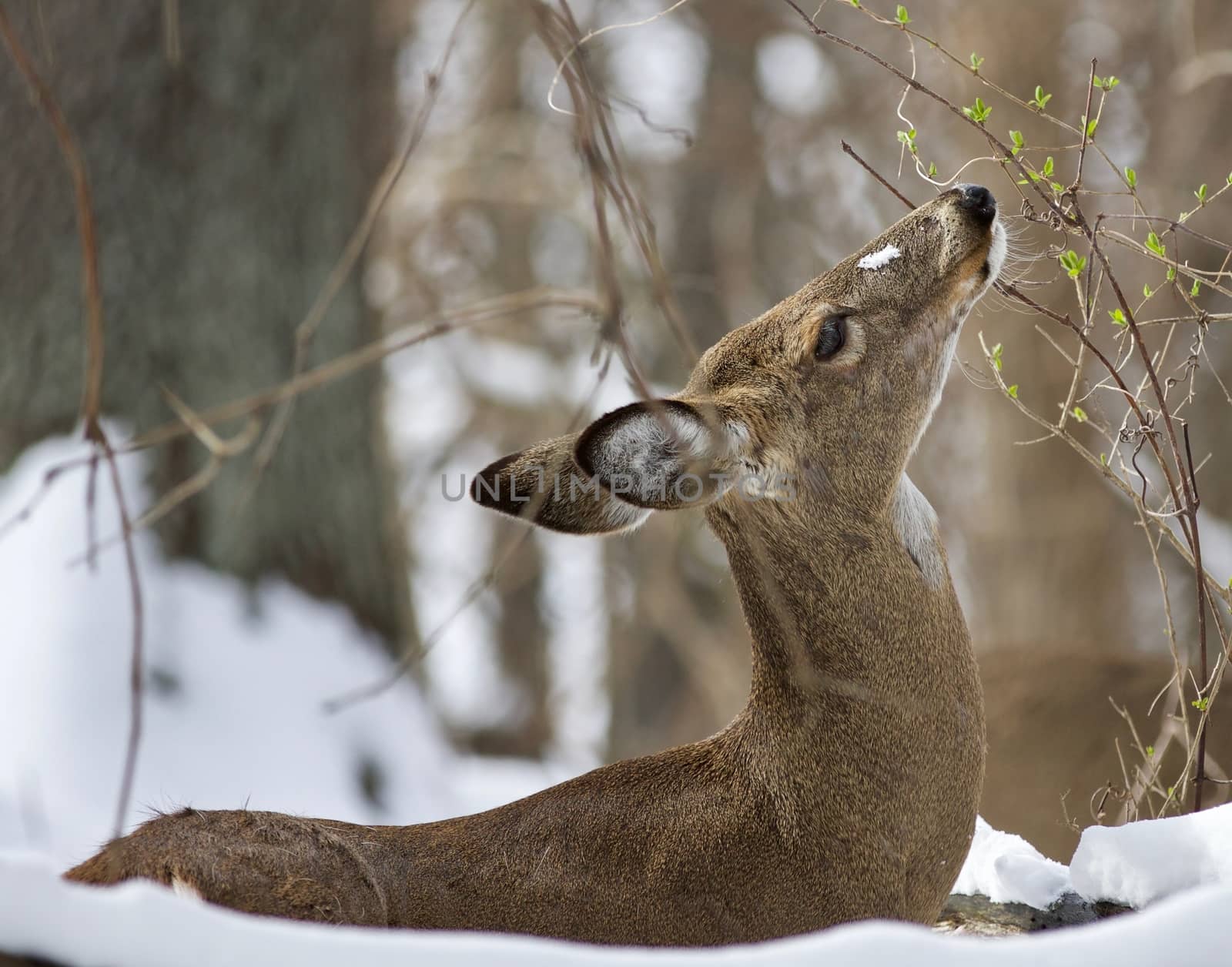 Beautiful isolated picture with a wild deer in the snowy forest by teo