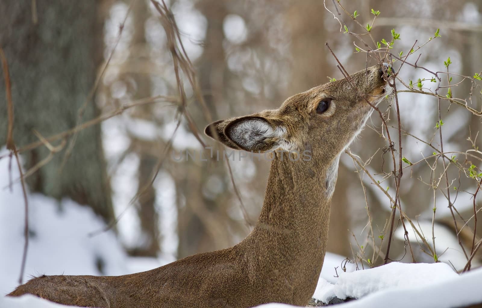 Beautiful isolated image with a wild deer eating in the snowy forest by teo