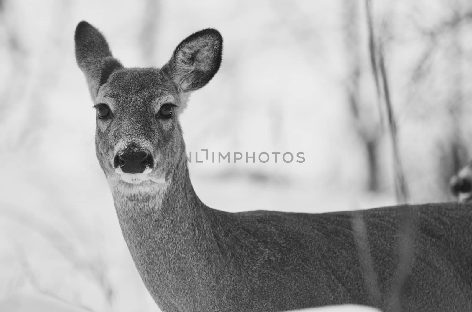 Beautiful black and white picture with a wild deer in the snowy forest by teo