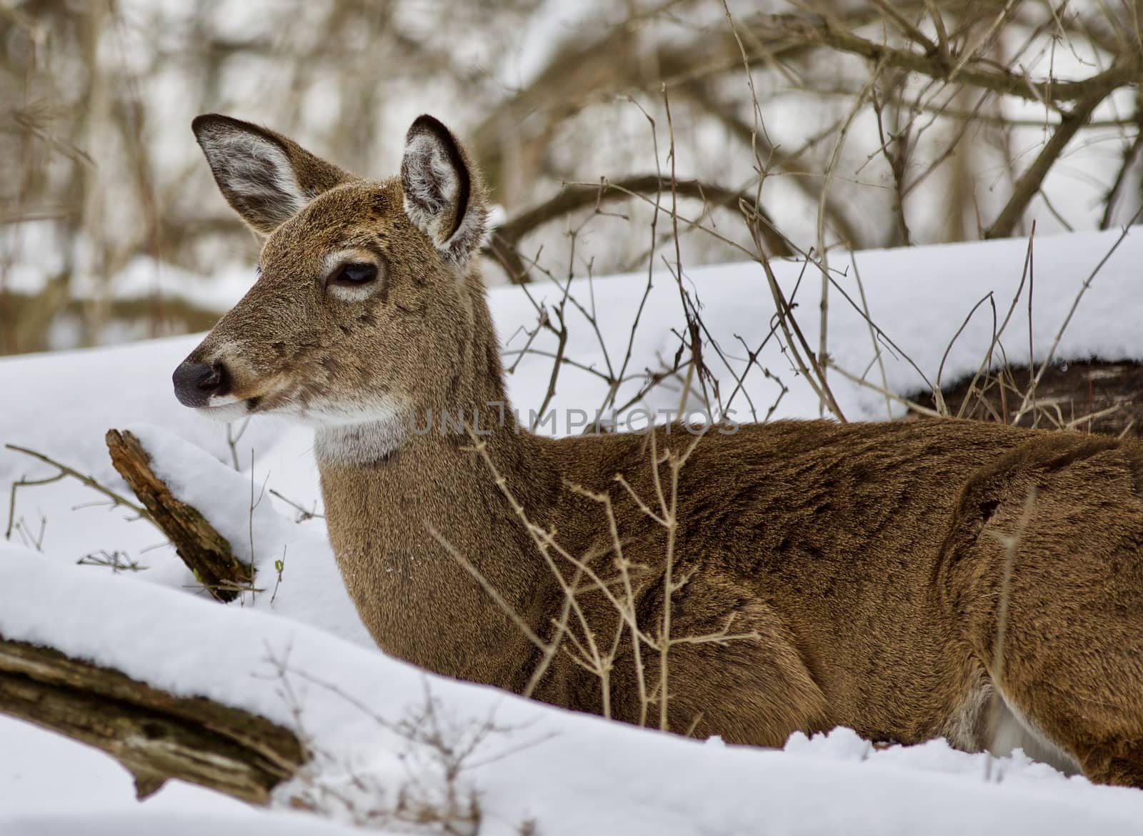 Beautiful image of a wild deer in the snowy forest by teo