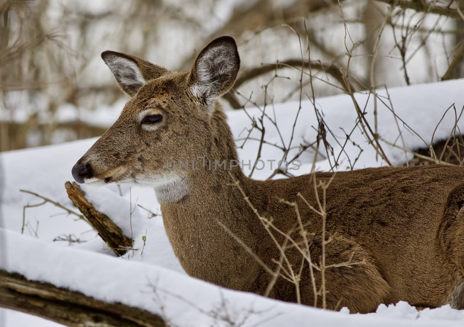 Beautiful isolated photo with a wild deer in the snowy forest