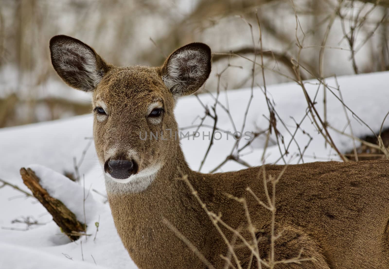 Beautiful image of a cute wild deer in the snowy forest by teo