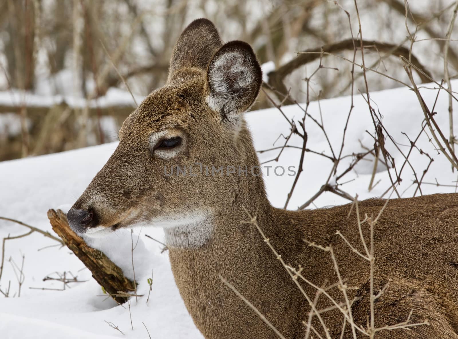 Beautiful isolated background with a wild deer in the snowy forest by teo